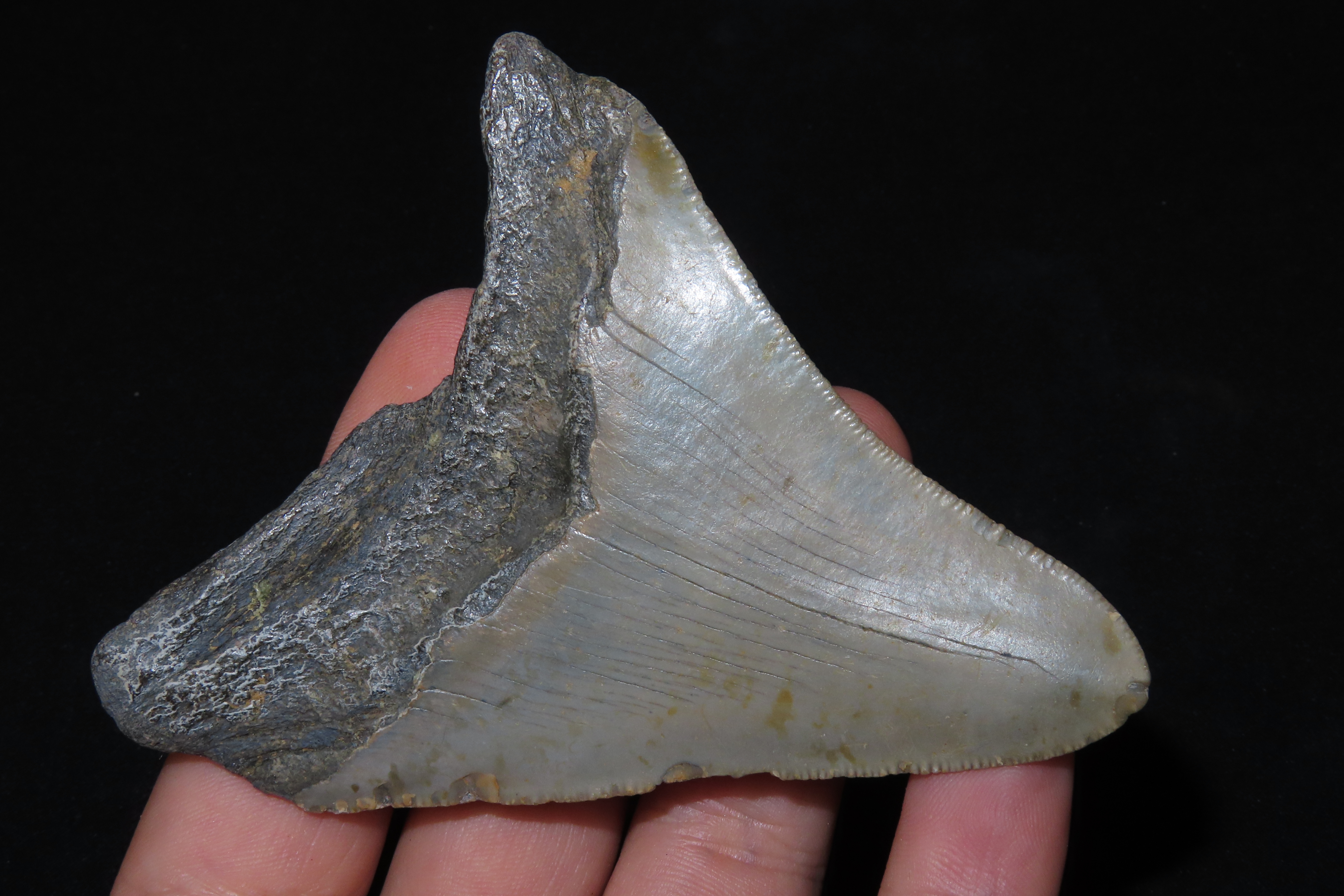 Large 3 13/16" Megalodon Shark Tooth, 2.5-23 Million Year Old Fossil found off the coast of the Carolinas. No Repair, No Resto, No Polishing