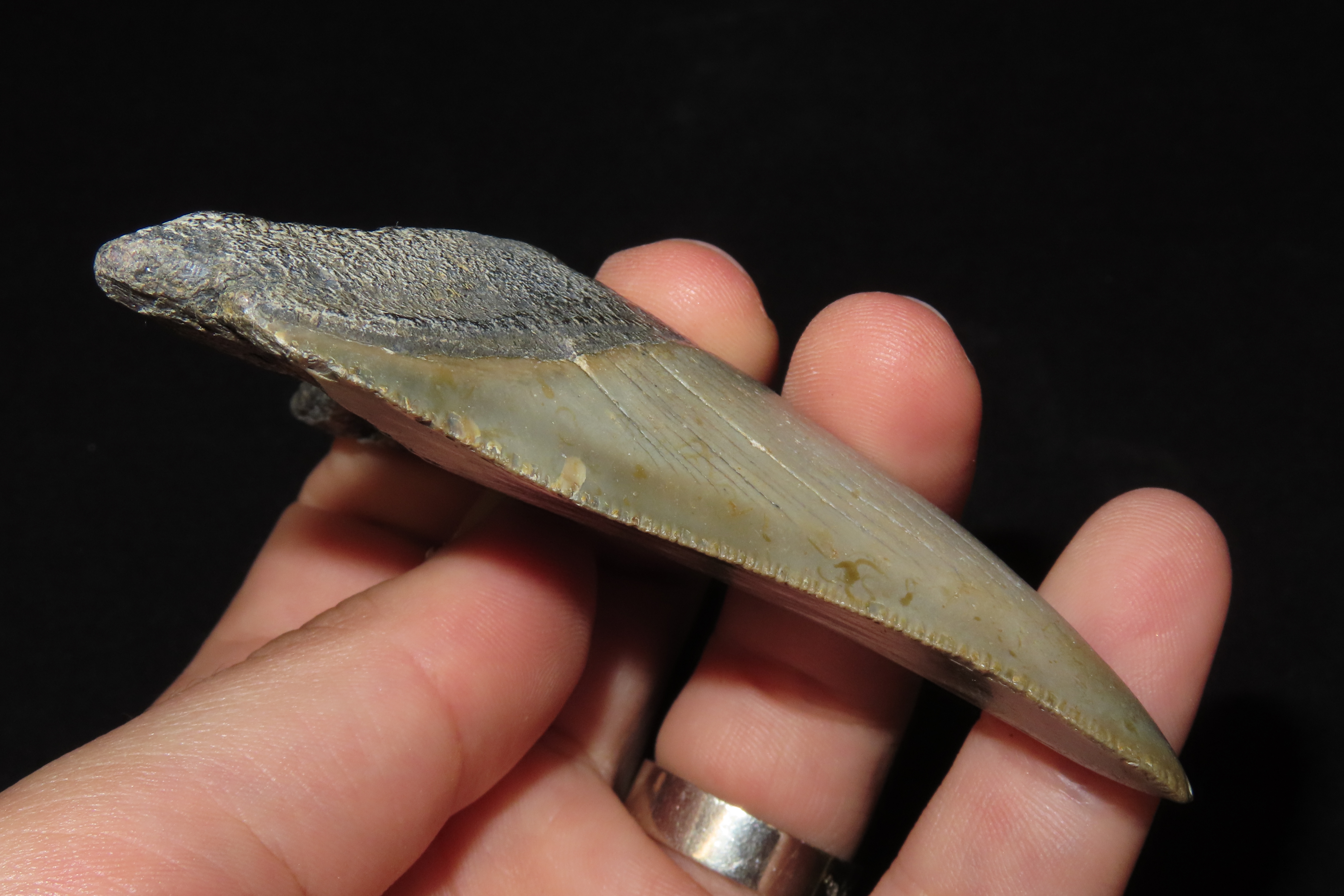 Large 3 13/16" Megalodon Shark Tooth, 2.5-23 Million Year Old Fossil found off the coast of the Carolinas. No Repair, No Resto, No Polishing