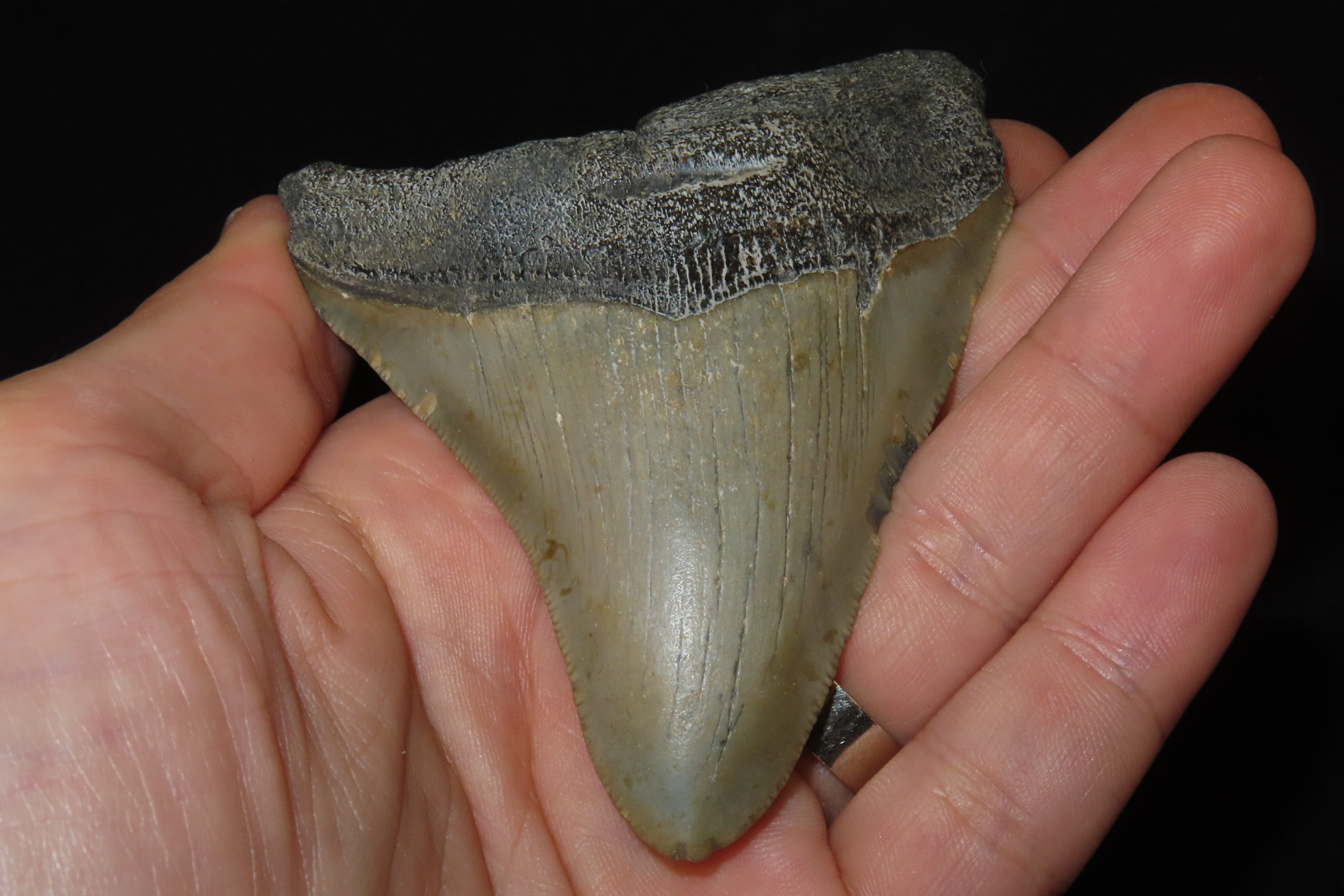 Large 3 13/16" Megalodon Shark Tooth, 2.5-23 Million Year Old Fossil found off the coast of the Carolinas. No Repair, No Resto, No Polishing