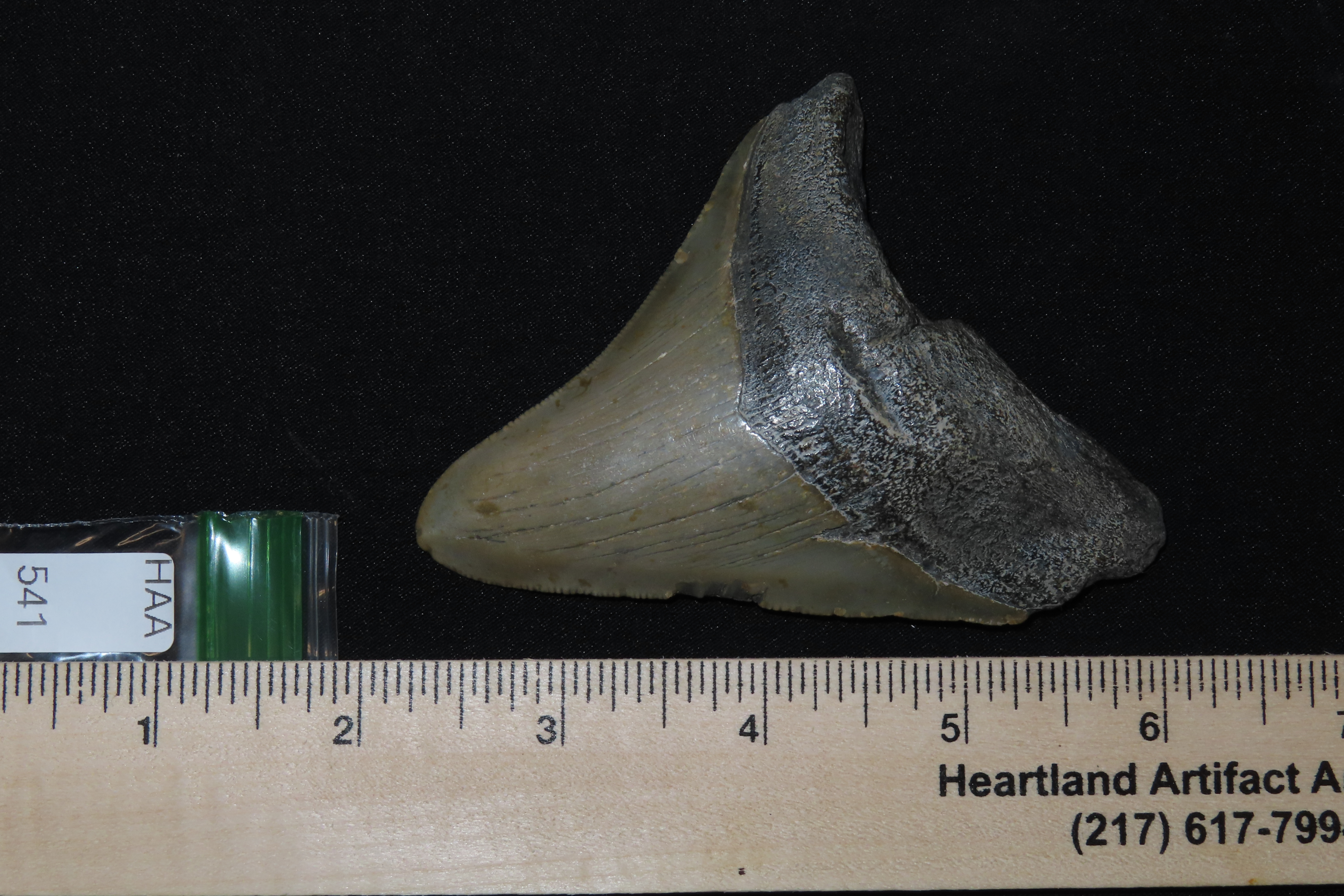 Large 3 13/16" Megalodon Shark Tooth, 2.5-23 Million Year Old Fossil found off the coast of the Carolinas. No Repair, No Resto, No Polishing