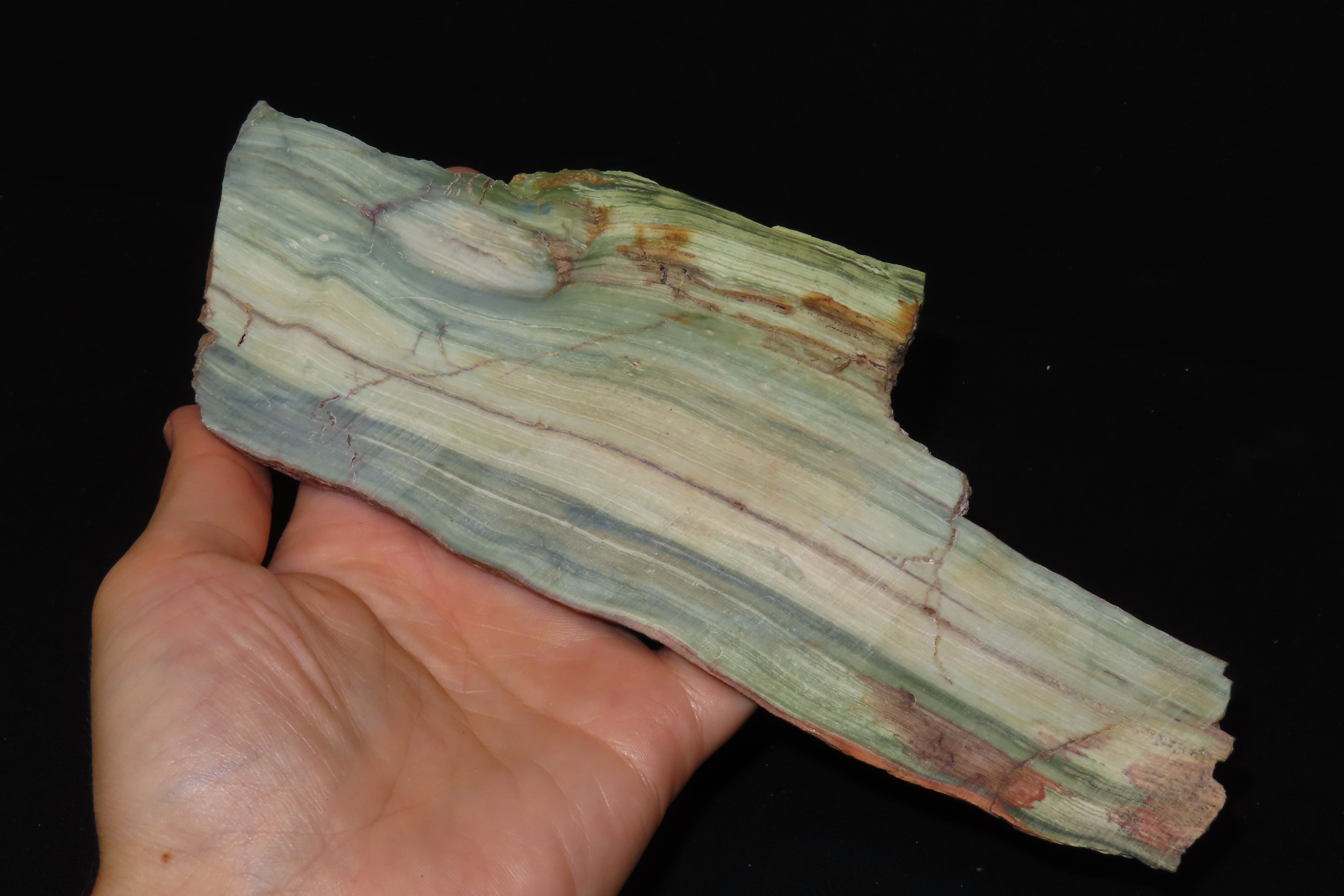 Rare Green & Blue Petrified Wood Slab, 8 3/4" long, Oregon Bogwood, Vibrant Greens & Blues mixed with Tan & Brown with hints of Red & White.