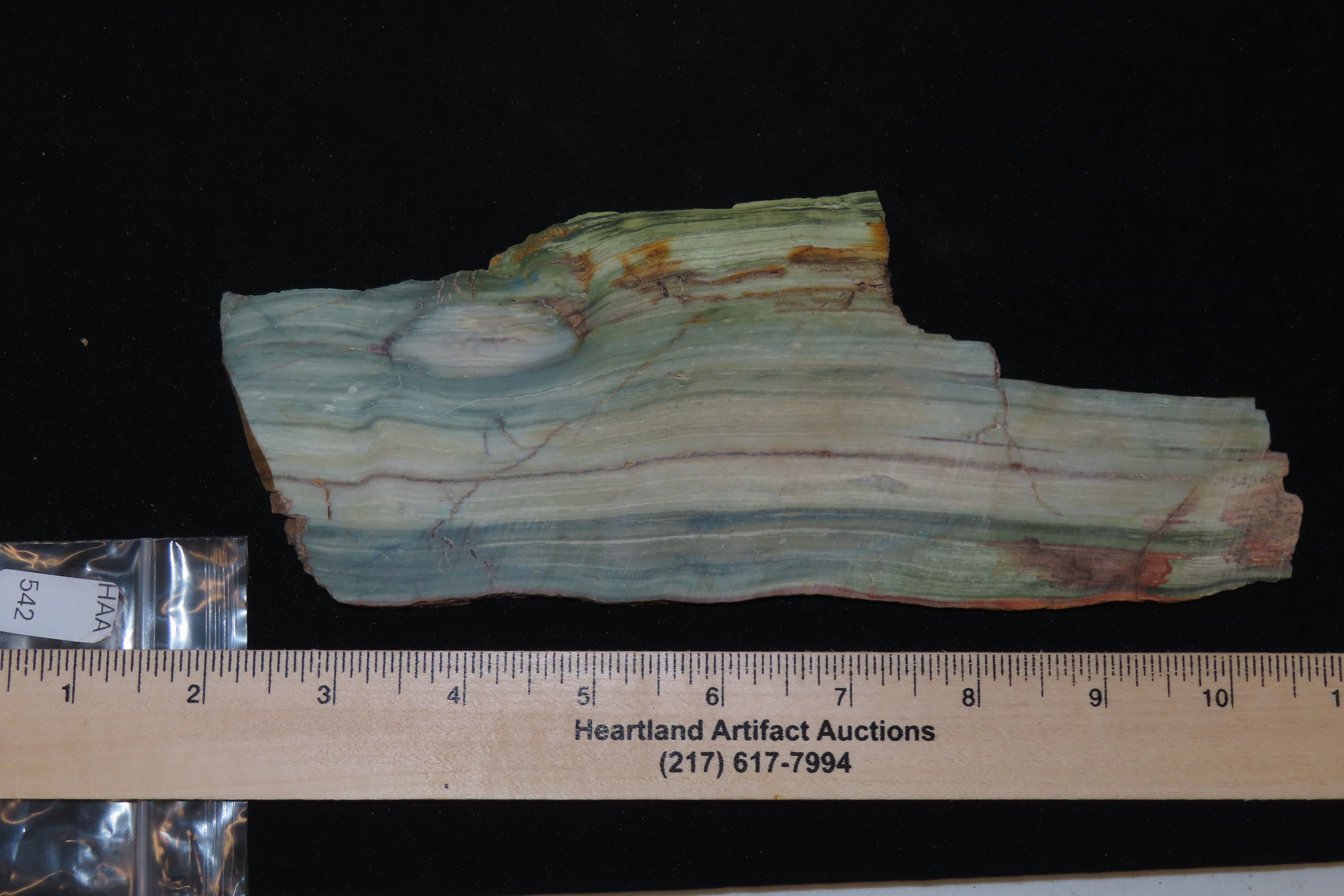 Rare Green & Blue Petrified Wood Slab, 8 3/4" long, Oregon Bogwood, Vibrant Greens & Blues mixed with Tan & Brown with hints of Red & White.