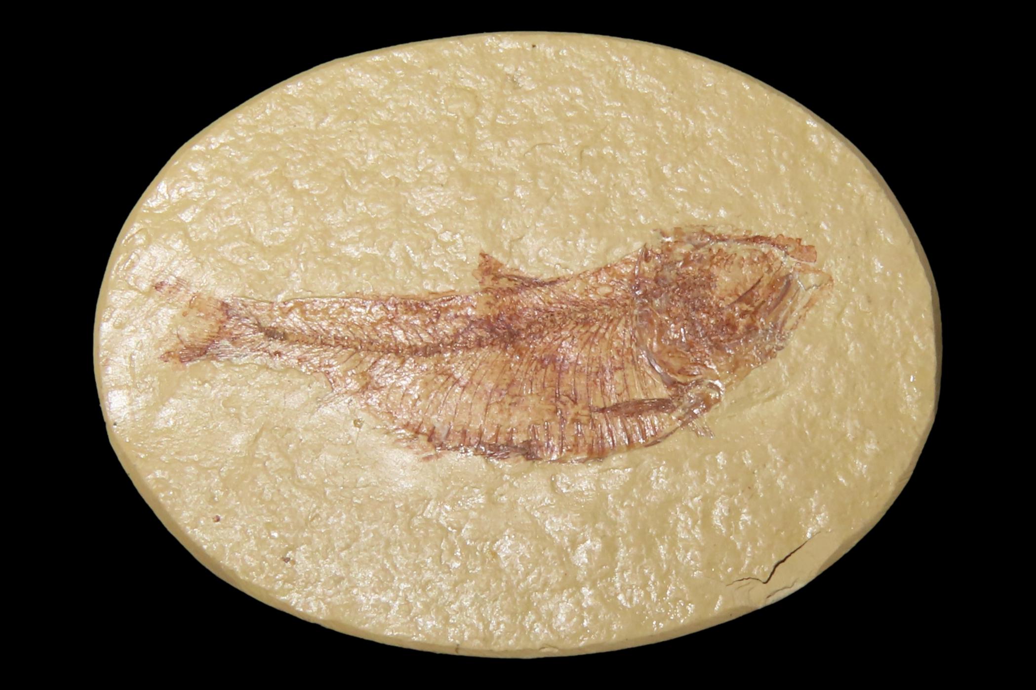 Very Detailed Fish Fossil (Diplomystus) from the Green River Formation in Wyoming, 50 Million Years old! Amazing High Grade Example!