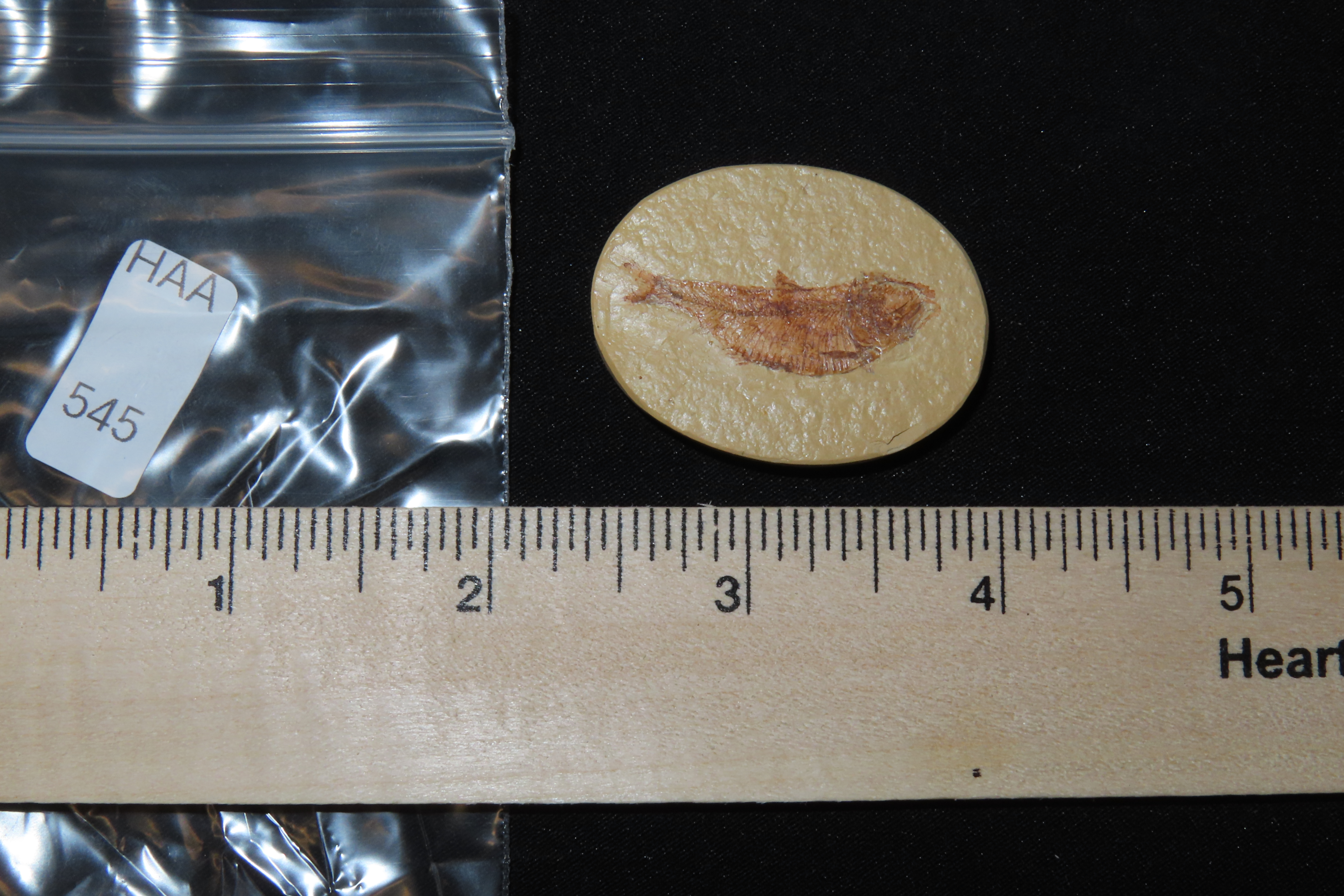 Very Detailed Fish Fossil (Diplomystus) from the Green River Formation in Wyoming, 50 Million Years old! Amazing High Grade Example!