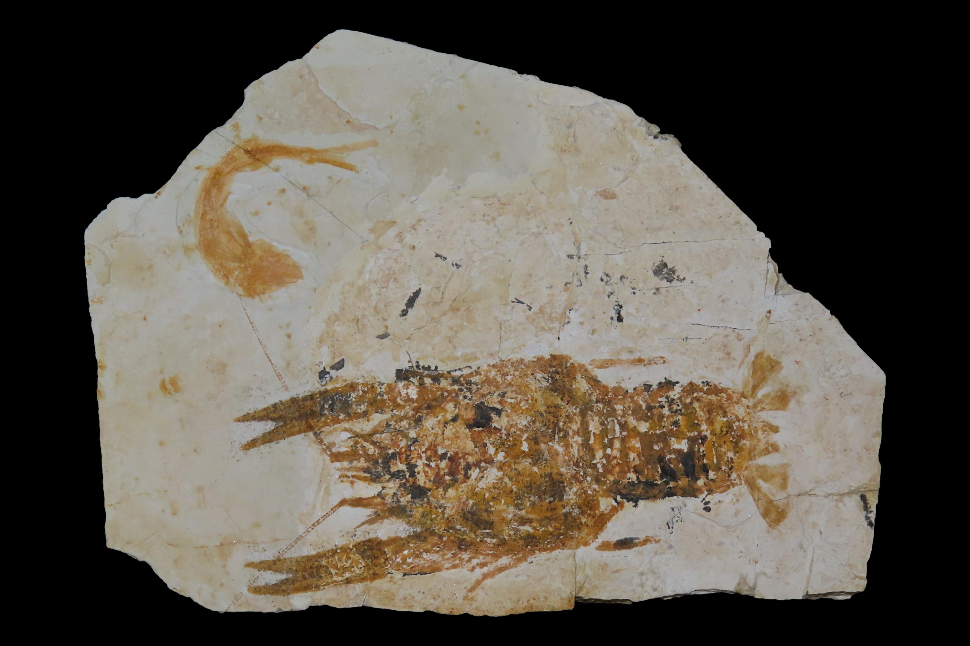 Rare Palinurus Lobster Fossil from Lebanon, 100 MillionYear old Upper Cretaceous Era Fossils! Minor Repairs to some cracking.