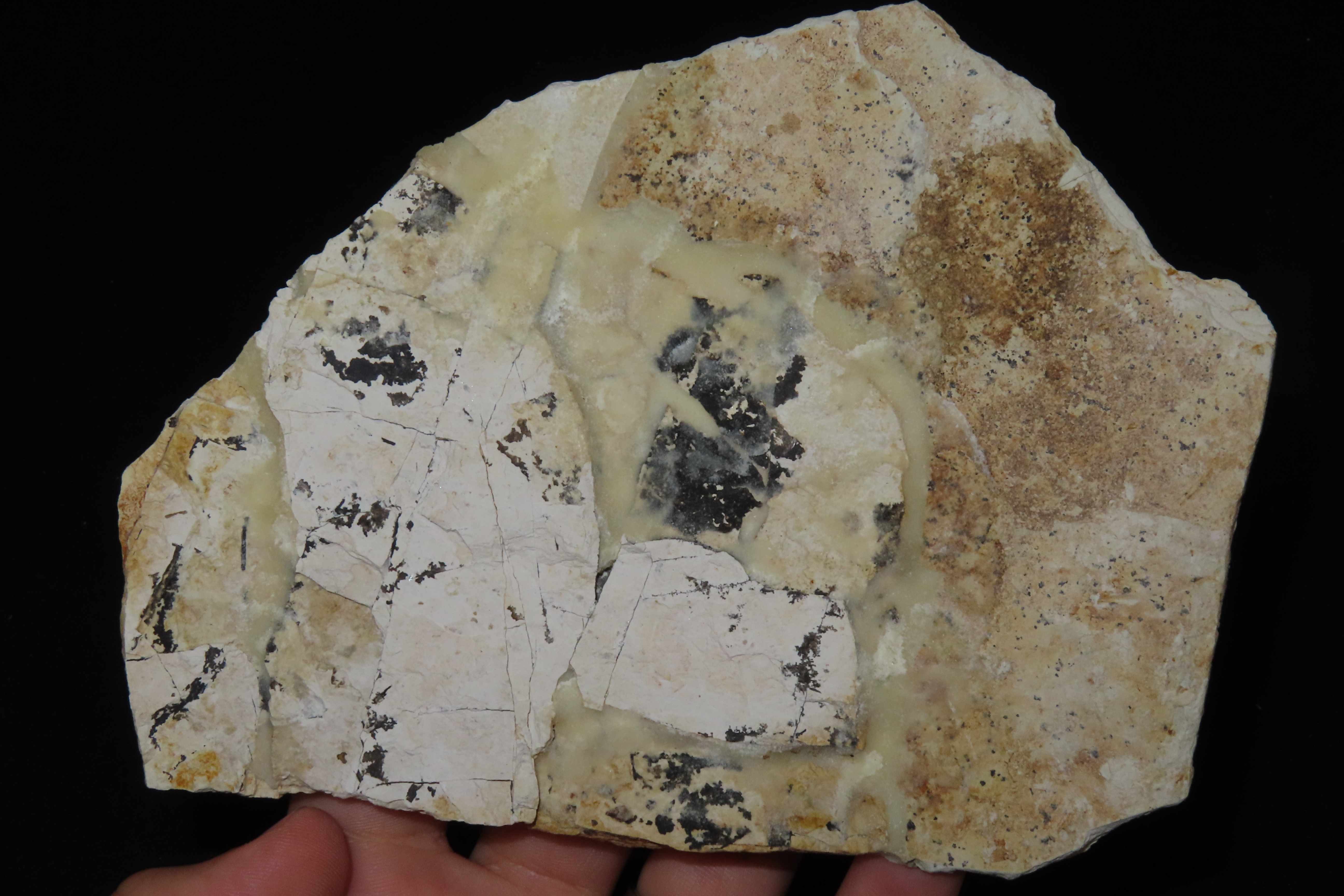 Rare Palinurus Lobster Fossil from Lebanon, 100 MillionYear old Upper Cretaceous Era Fossils! Minor Repairs to some cracking.