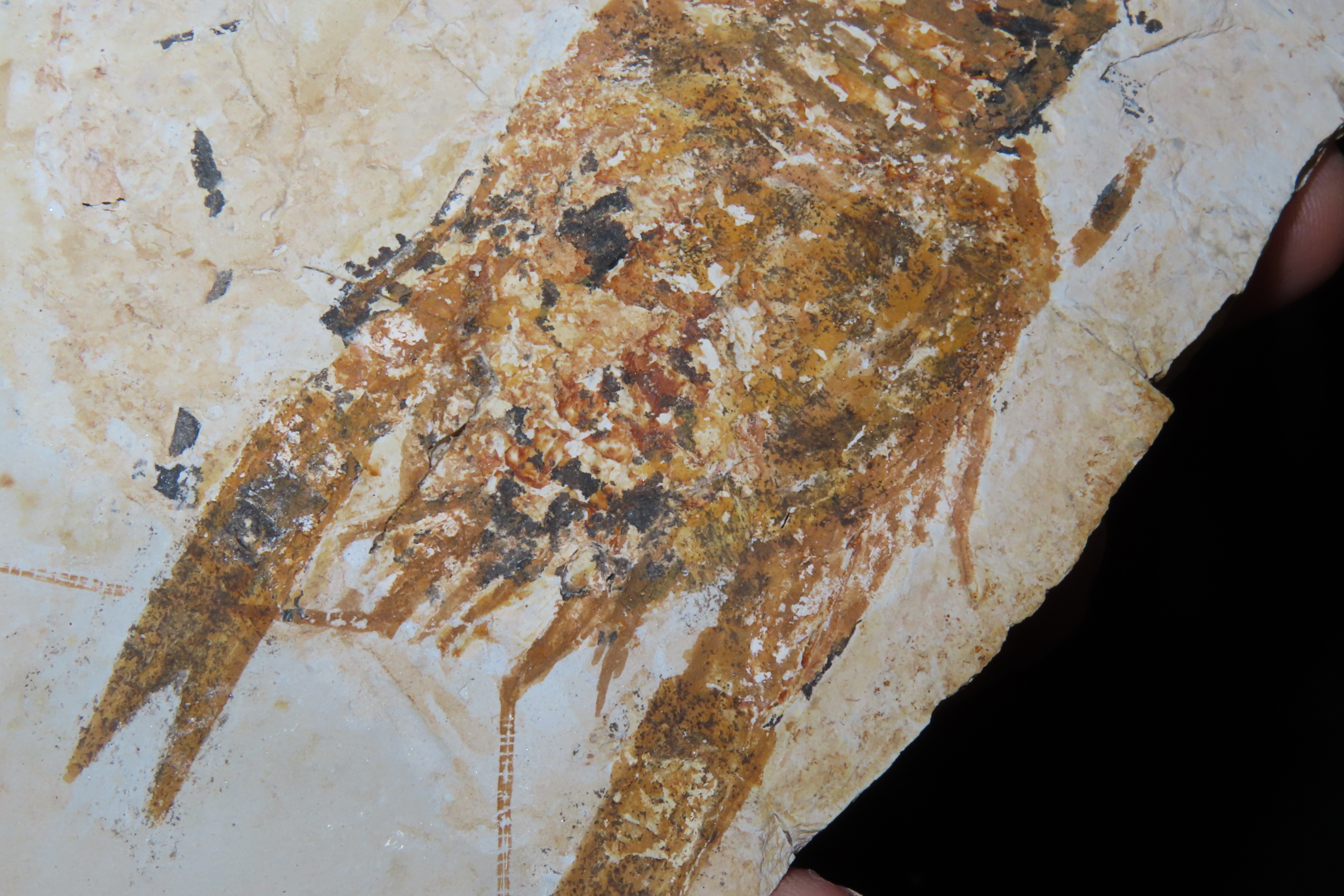 Rare Palinurus Lobster Fossil from Lebanon, 100 MillionYear old Upper Cretaceous Era Fossils! Minor Repairs to some cracking.