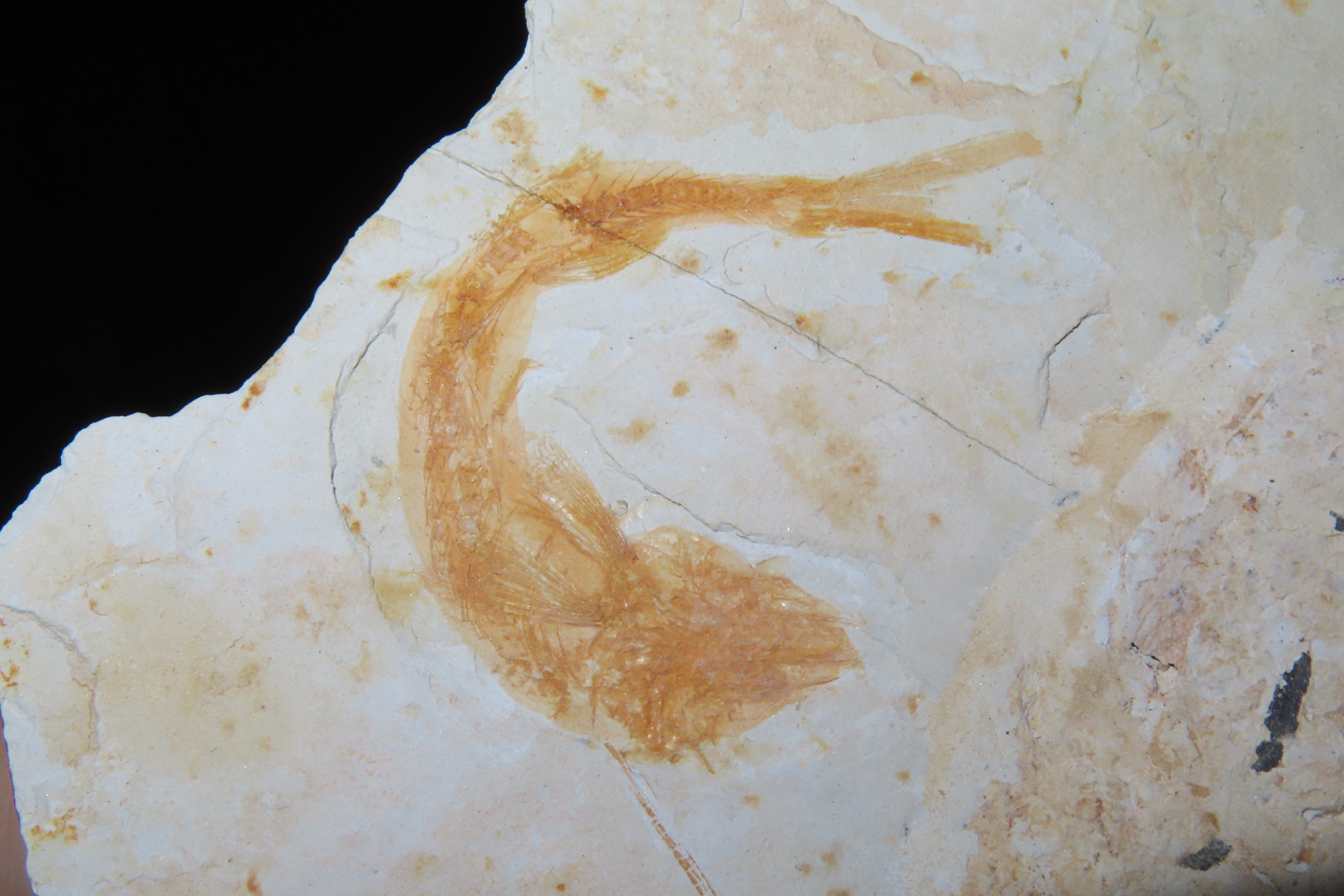 Rare Palinurus Lobster Fossil from Lebanon, 100 MillionYear old Upper Cretaceous Era Fossils! Minor Repairs to some cracking.