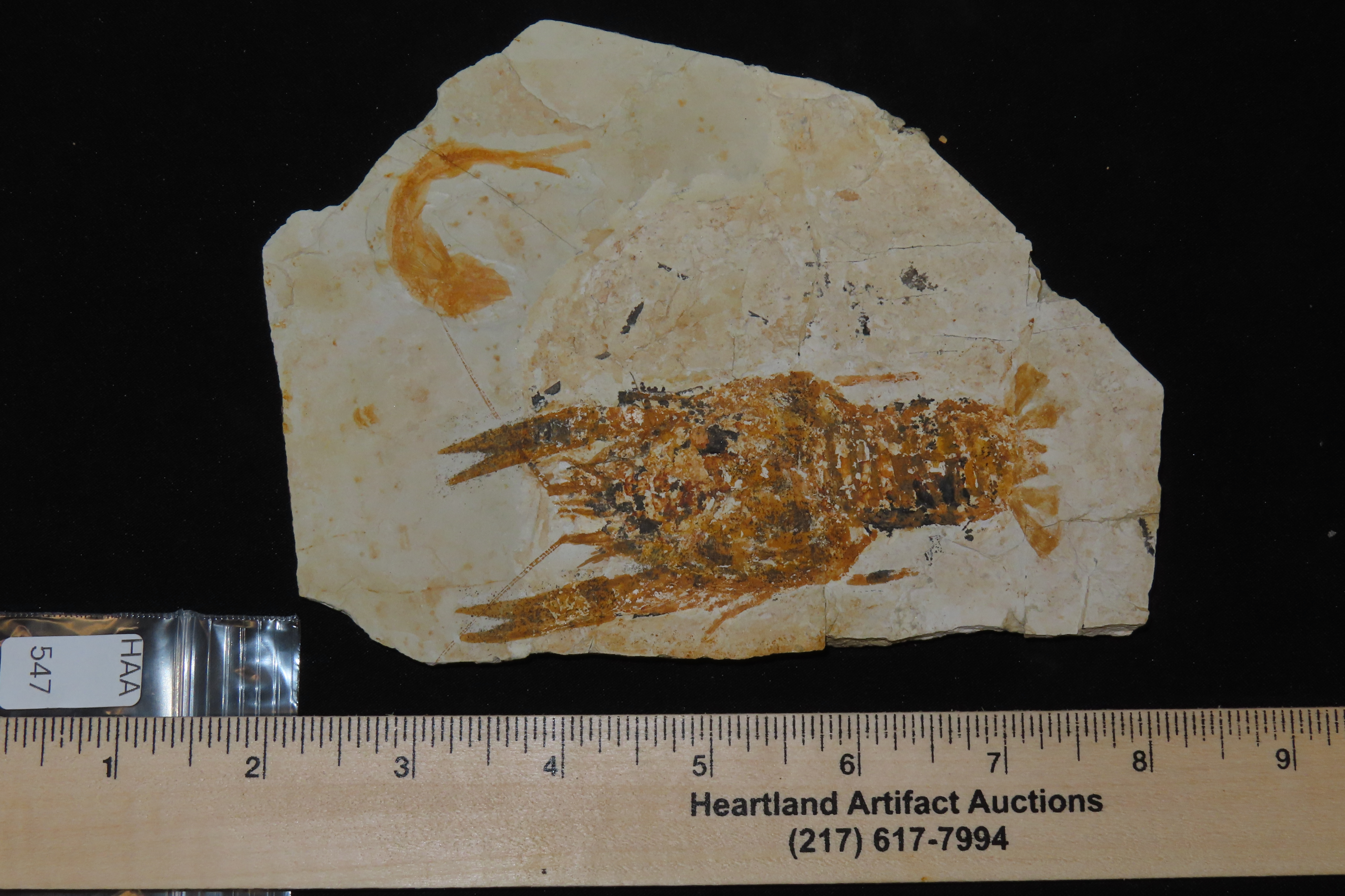 Rare Palinurus Lobster Fossil from Lebanon, 100 MillionYear old Upper Cretaceous Era Fossils! Minor Repairs to some cracking.
