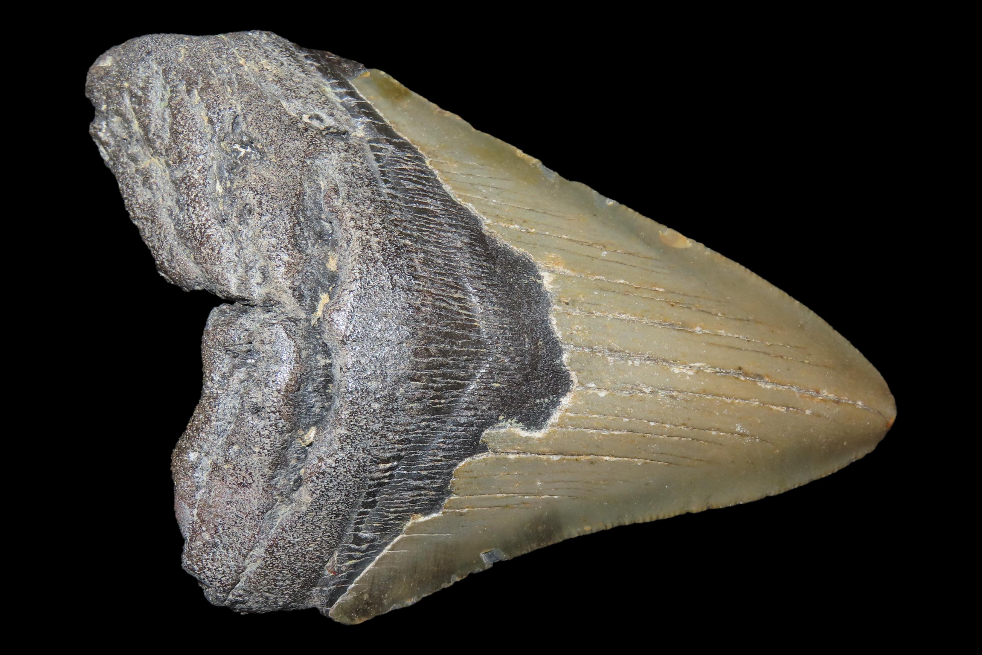 Large 4 1/2" Megalodon Shark Tooth, 2.5-23 Million Year Old Fossil found off the coast of the Carolinas. No Repair, No Resto, No Polishing. 