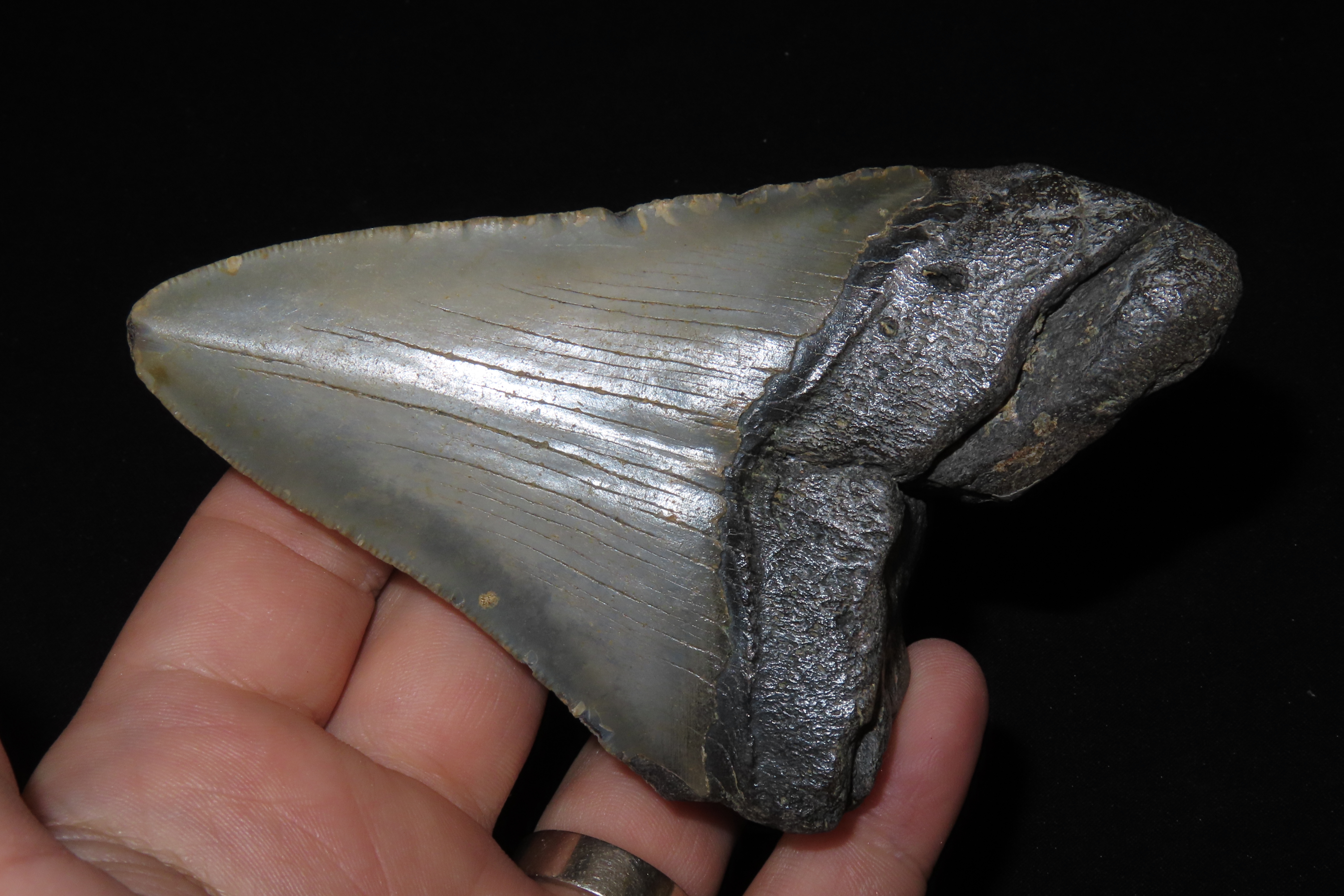 Large 4 1/2" Megalodon Shark Tooth, 2.5-23 Million Year Old Fossil found off the coast of the Carolinas. No Repair, No Resto, No Polishing. 