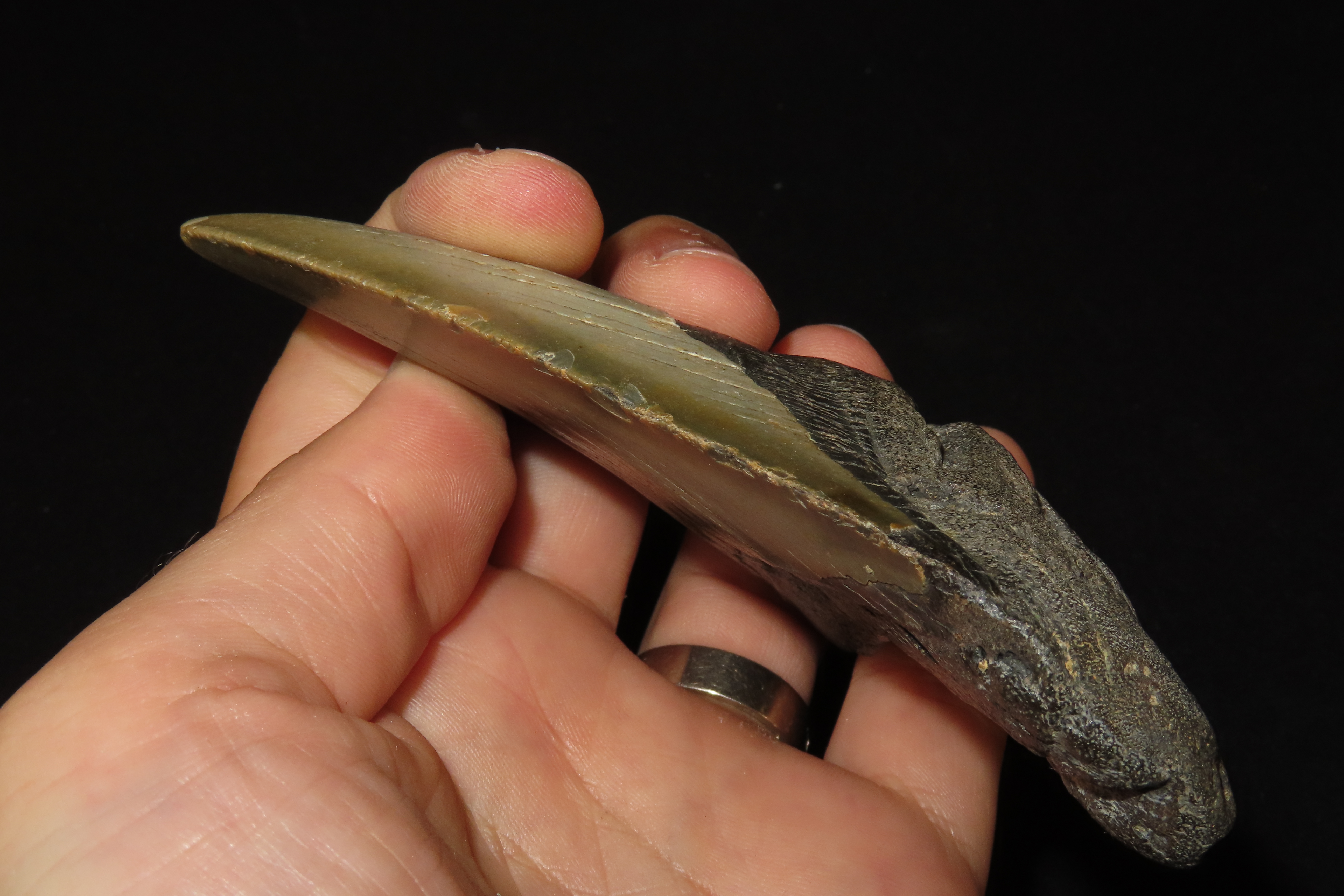 Large 4 1/2" Megalodon Shark Tooth, 2.5-23 Million Year Old Fossil found off the coast of the Carolinas. No Repair, No Resto, No Polishing. 