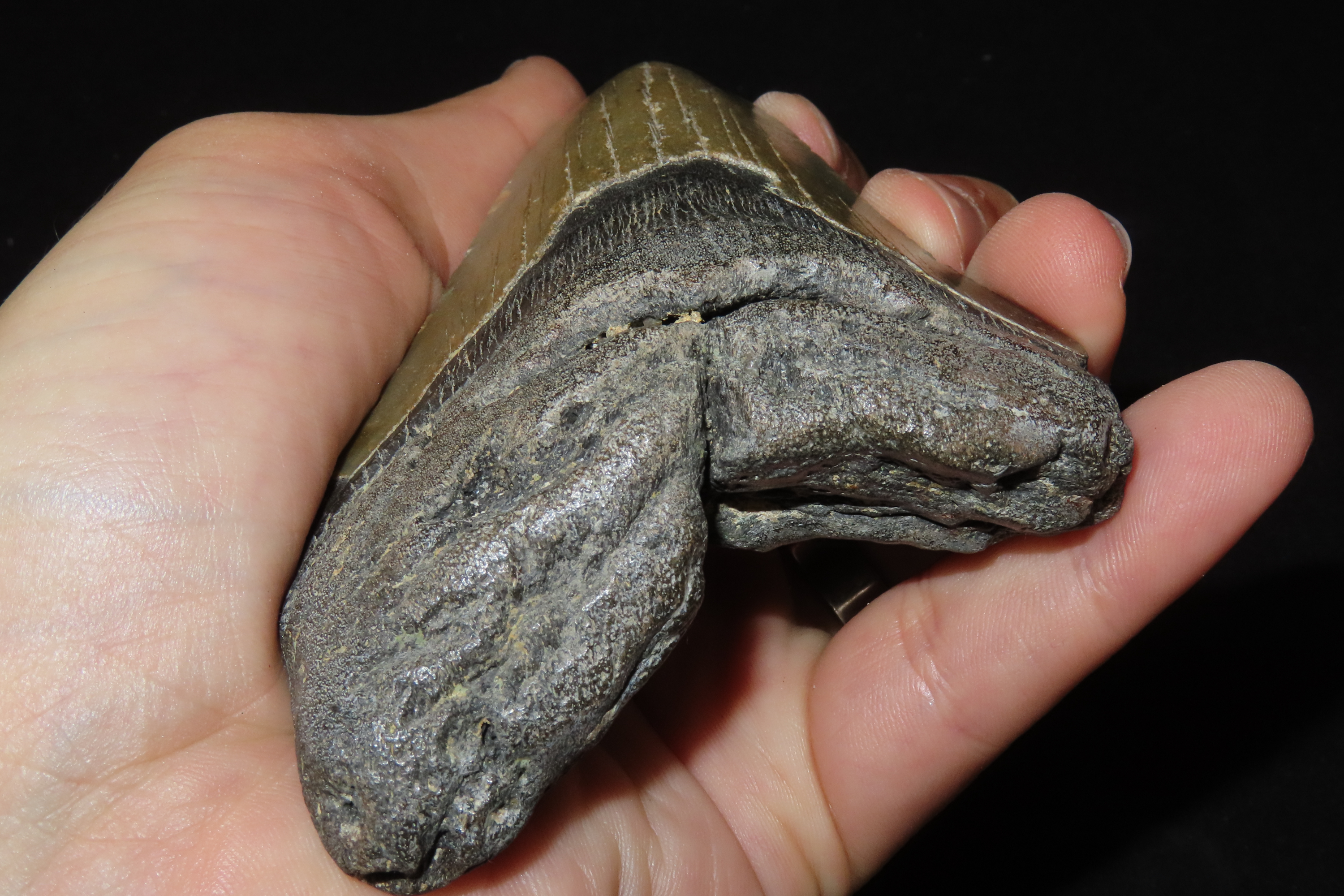 Large 4 1/2" Megalodon Shark Tooth, 2.5-23 Million Year Old Fossil found off the coast of the Carolinas. No Repair, No Resto, No Polishing. 