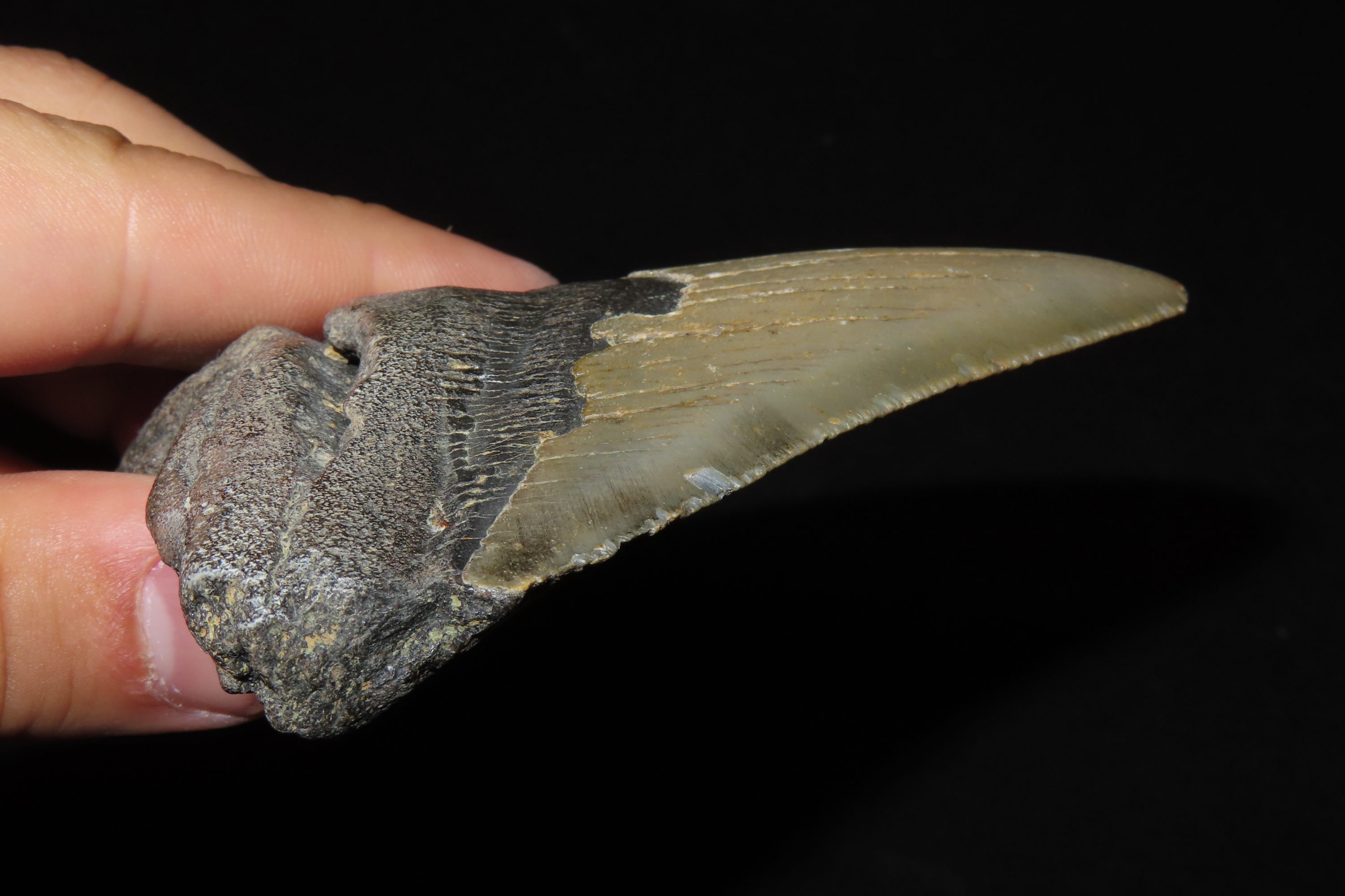 Large 4 1/2" Megalodon Shark Tooth, 2.5-23 Million Year Old Fossil found off the coast of the Carolinas. No Repair, No Resto, No Polishing. 