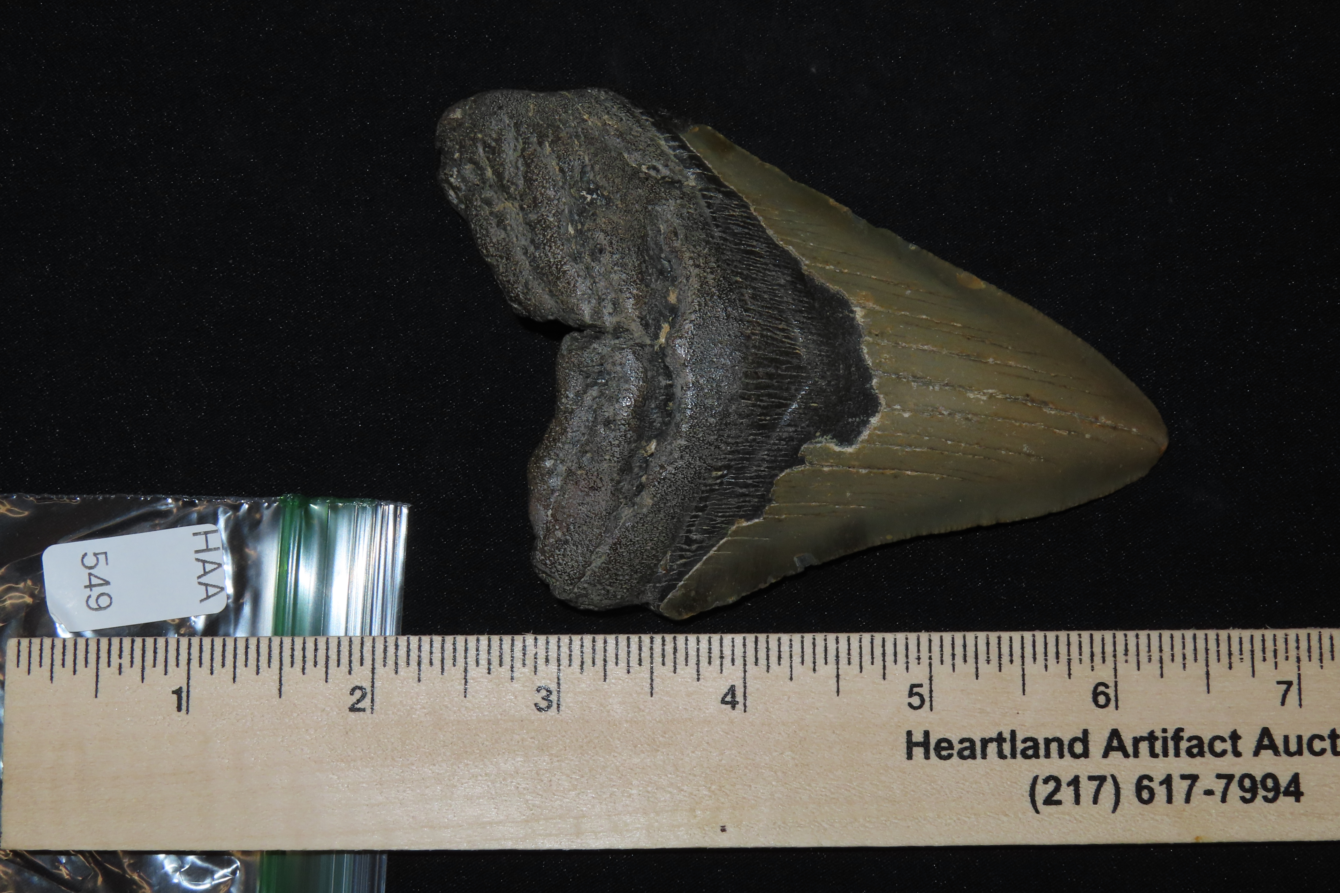 Large 4 1/2" Megalodon Shark Tooth, 2.5-23 Million Year Old Fossil found off the coast of the Carolinas. No Repair, No Resto, No Polishing. 