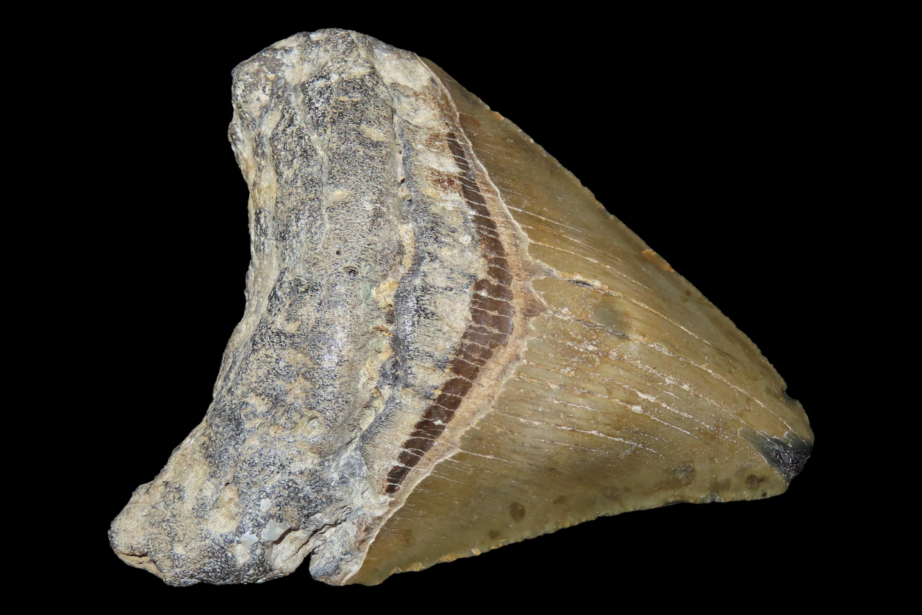 Large 3 5/16" Megalodon Shark Tooth, 2.5-23 Million Year Old Fossil found off the coast of the Carolinas. No Repair, No Resto, No Polishing.