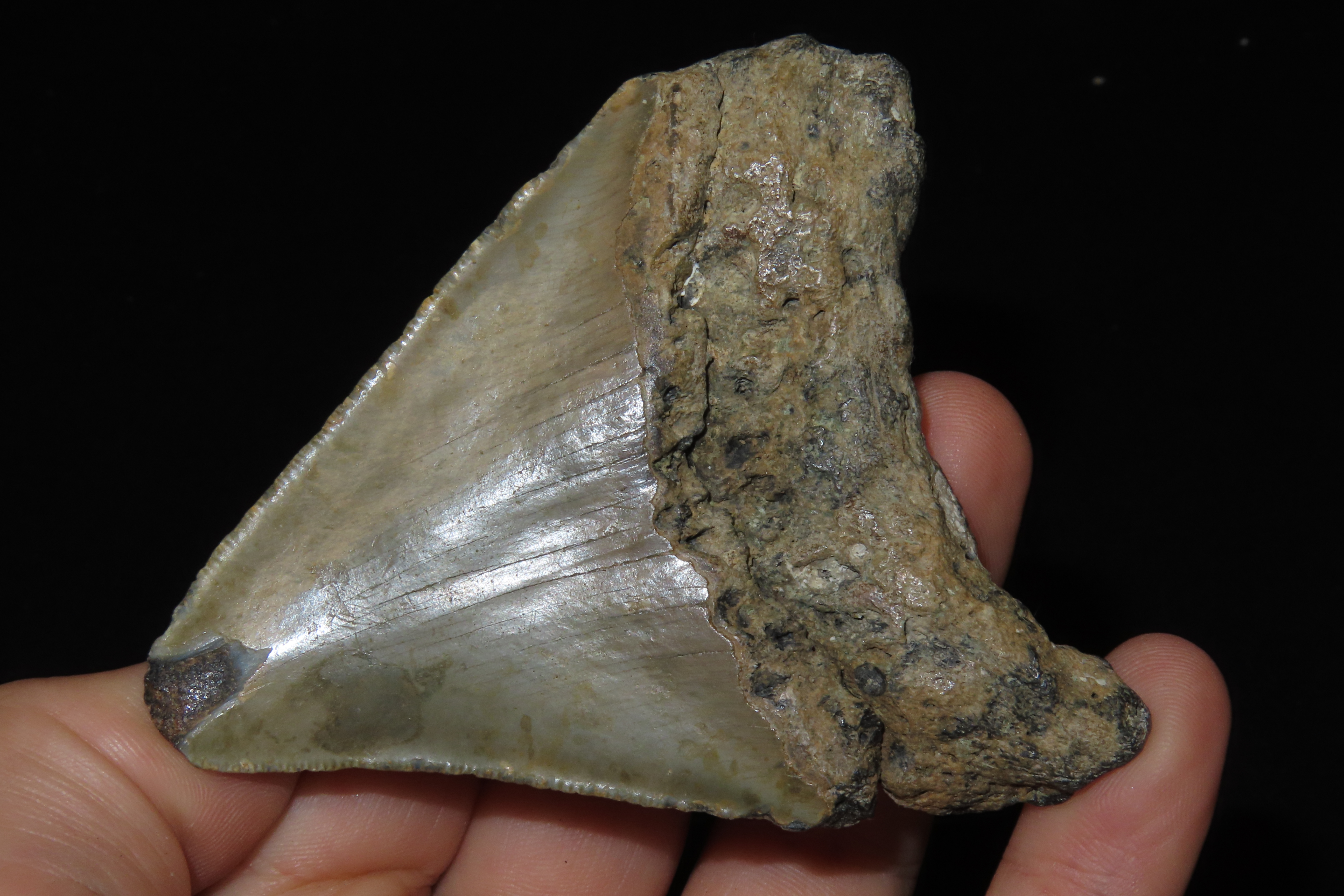 Large 3 5/16" Megalodon Shark Tooth, 2.5-23 Million Year Old Fossil found off the coast of the Carolinas. No Repair, No Resto, No Polishing.