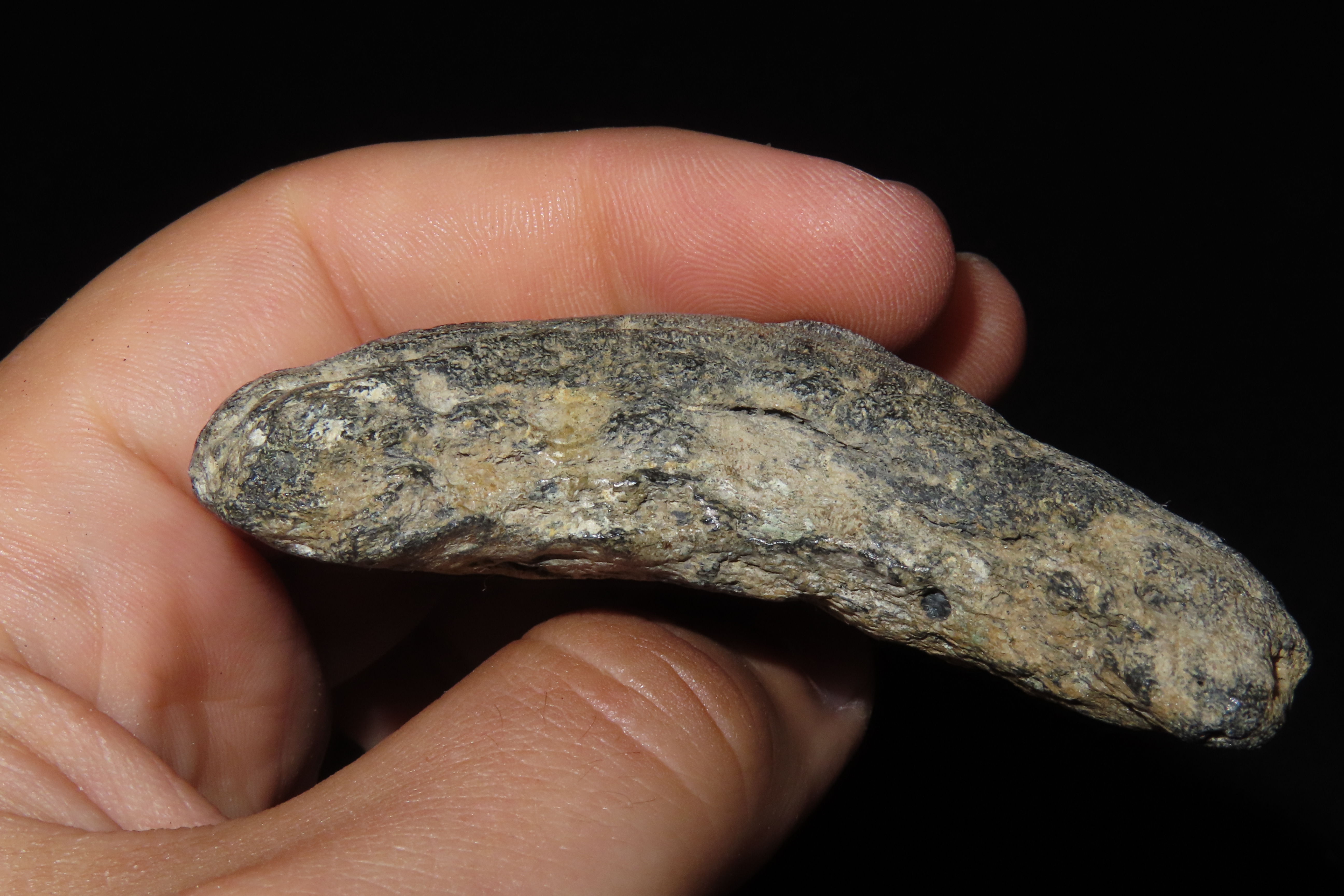 Large 3 5/16" Megalodon Shark Tooth, 2.5-23 Million Year Old Fossil found off the coast of the Carolinas. No Repair, No Resto, No Polishing.