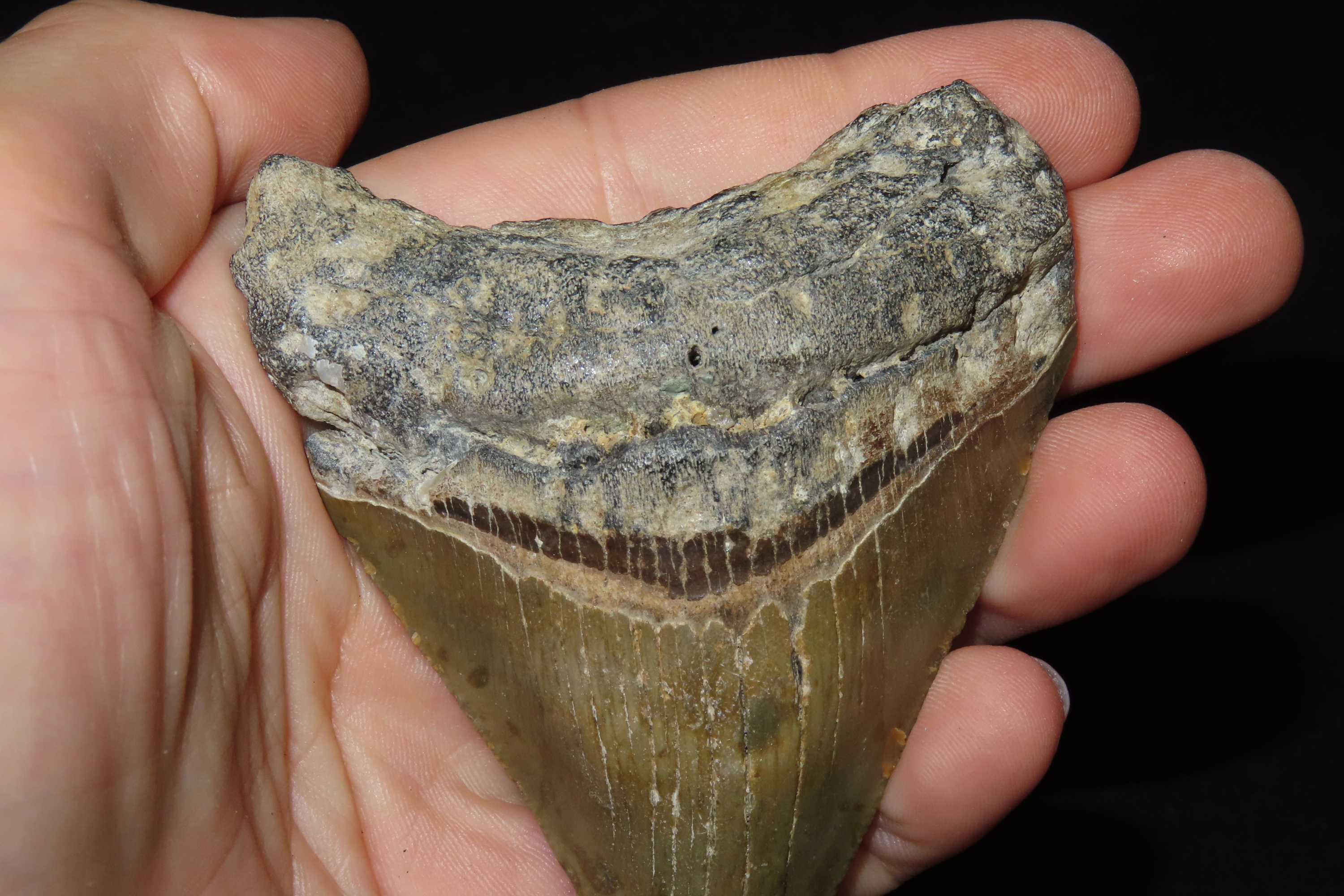 Large 3 5/16" Megalodon Shark Tooth, 2.5-23 Million Year Old Fossil found off the coast of the Carolinas. No Repair, No Resto, No Polishing.