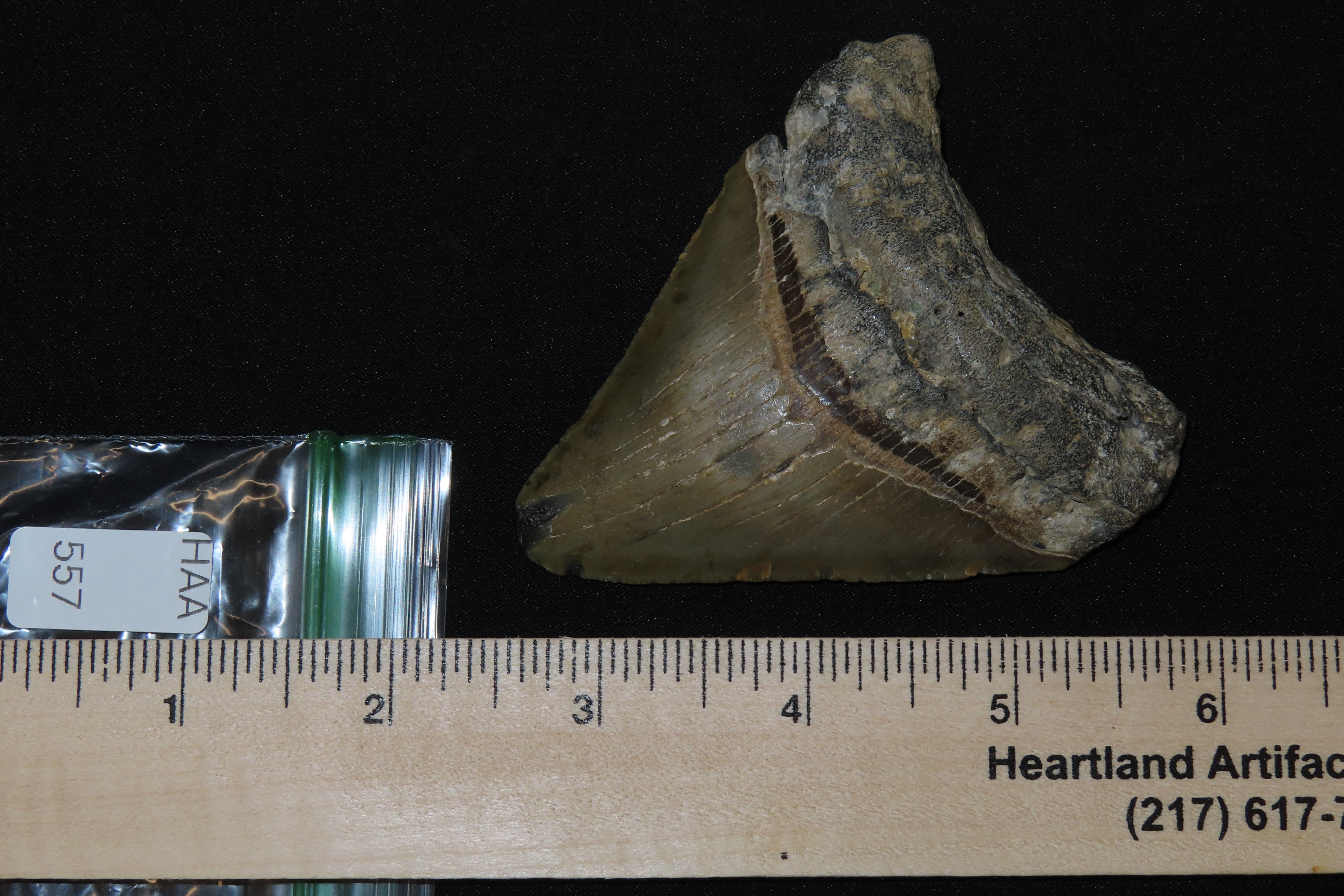 Large 3 5/16" Megalodon Shark Tooth, 2.5-23 Million Year Old Fossil found off the coast of the Carolinas. No Repair, No Resto, No Polishing.
