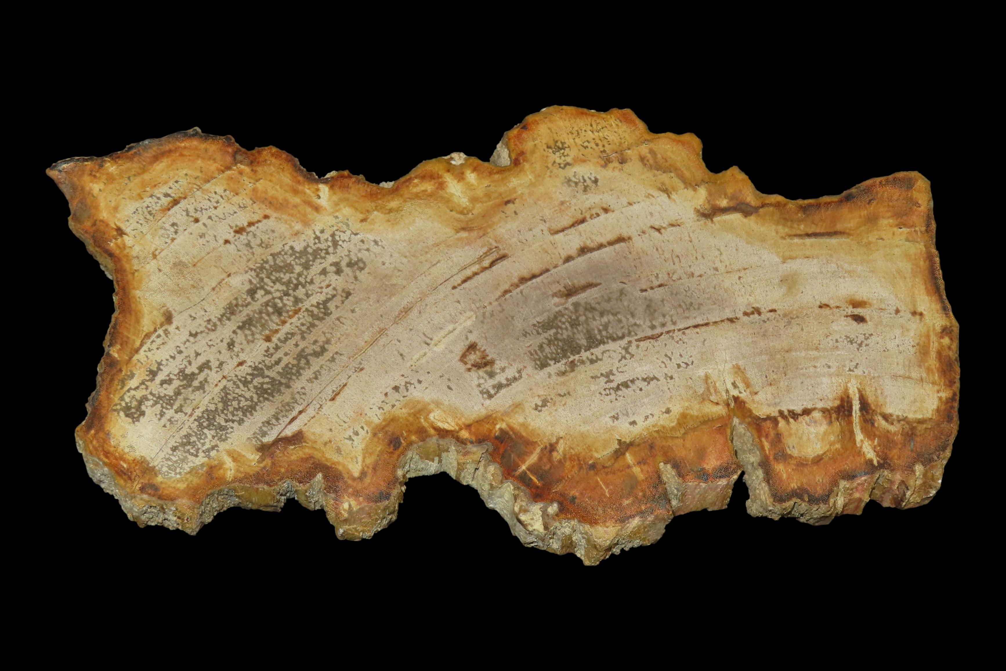 Large Colorful Polished Slab of Petrifeid Wood. Fully Polished on Both Sides, Beautiful Colorful Example.