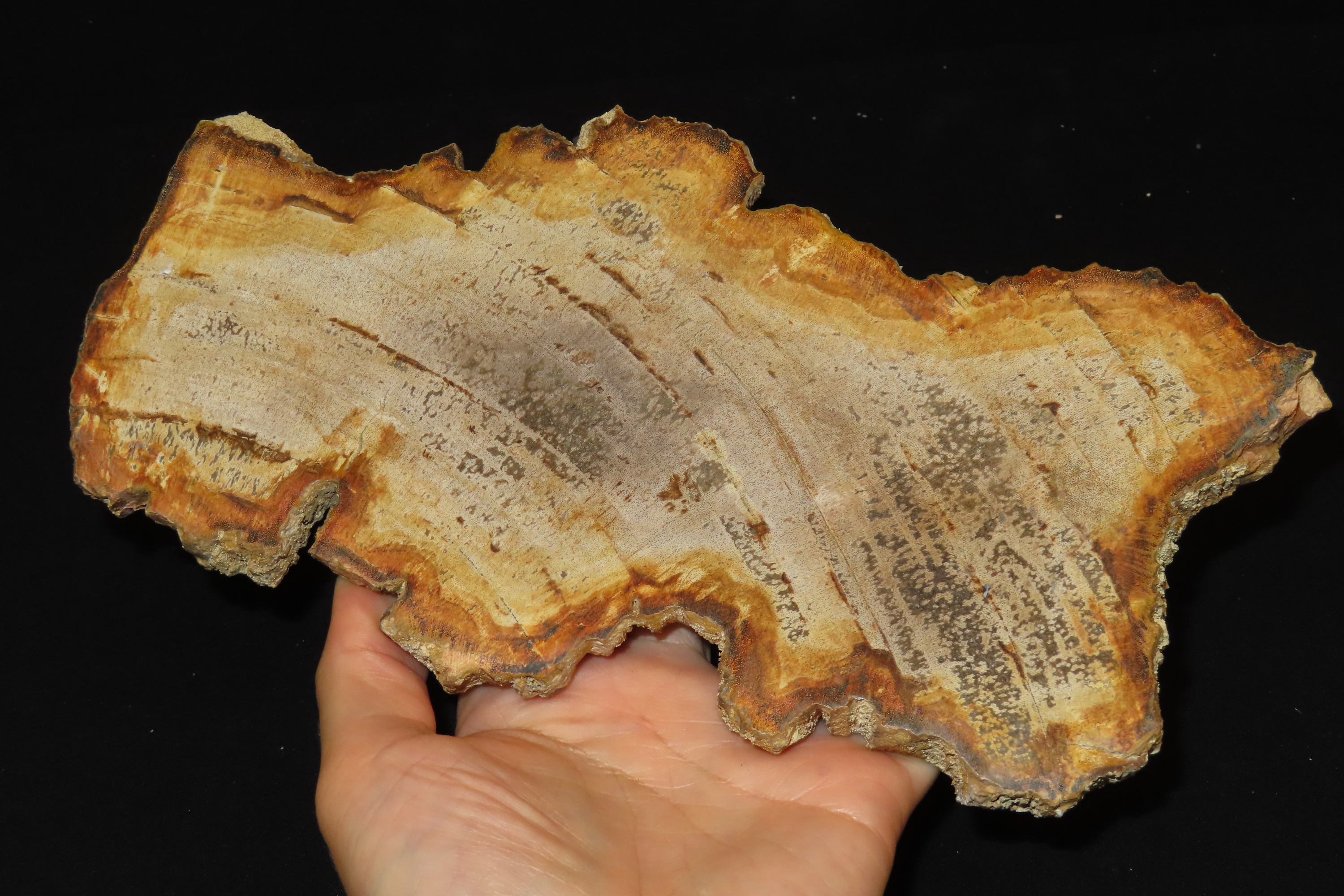 Large Colorful Polished Slab of Petrifeid Wood. Fully Polished on Both Sides, Beautiful Colorful Example.