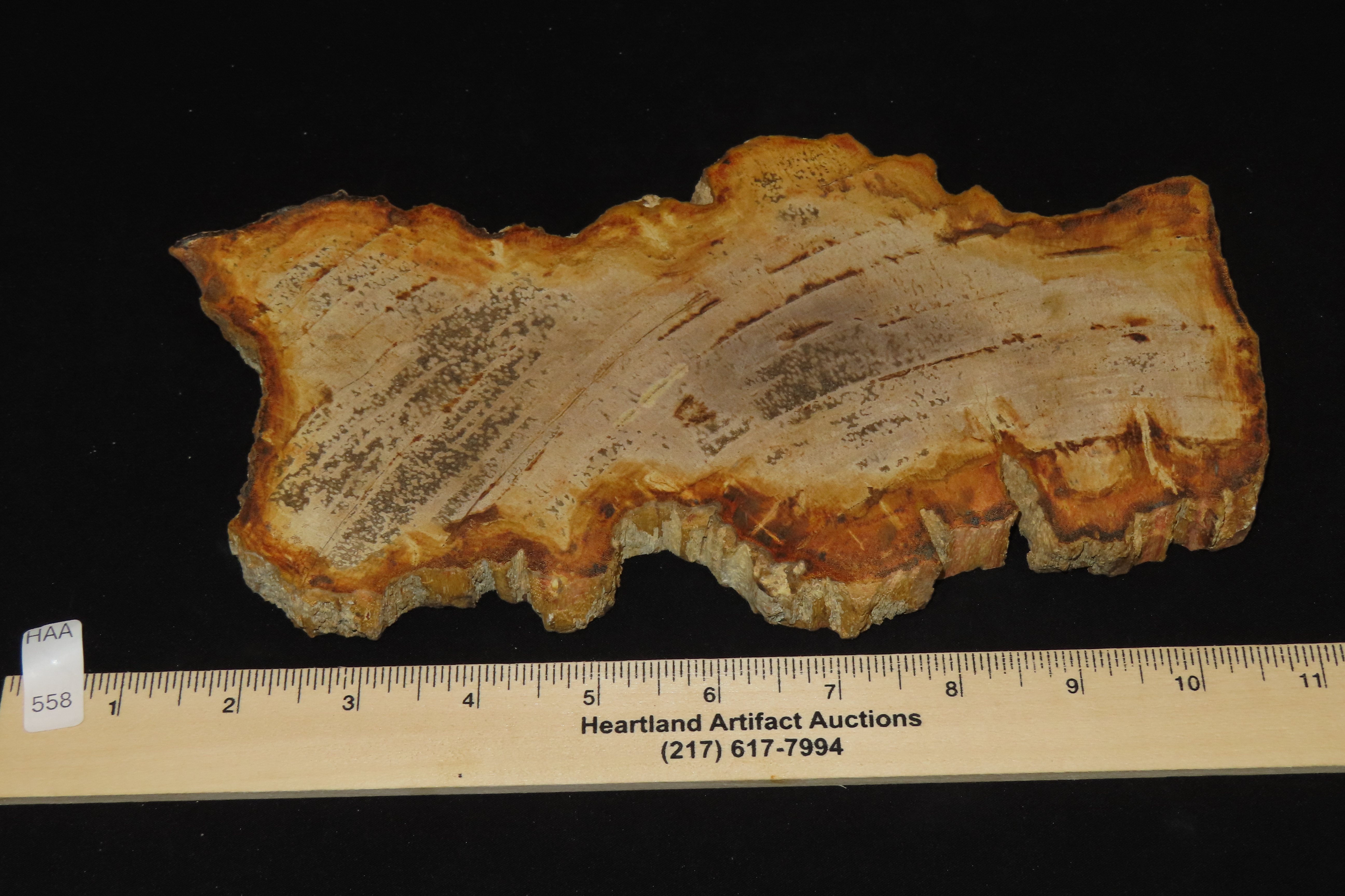Large Colorful Polished Slab of Petrifeid Wood. Fully Polished on Both Sides, Beautiful Colorful Example.