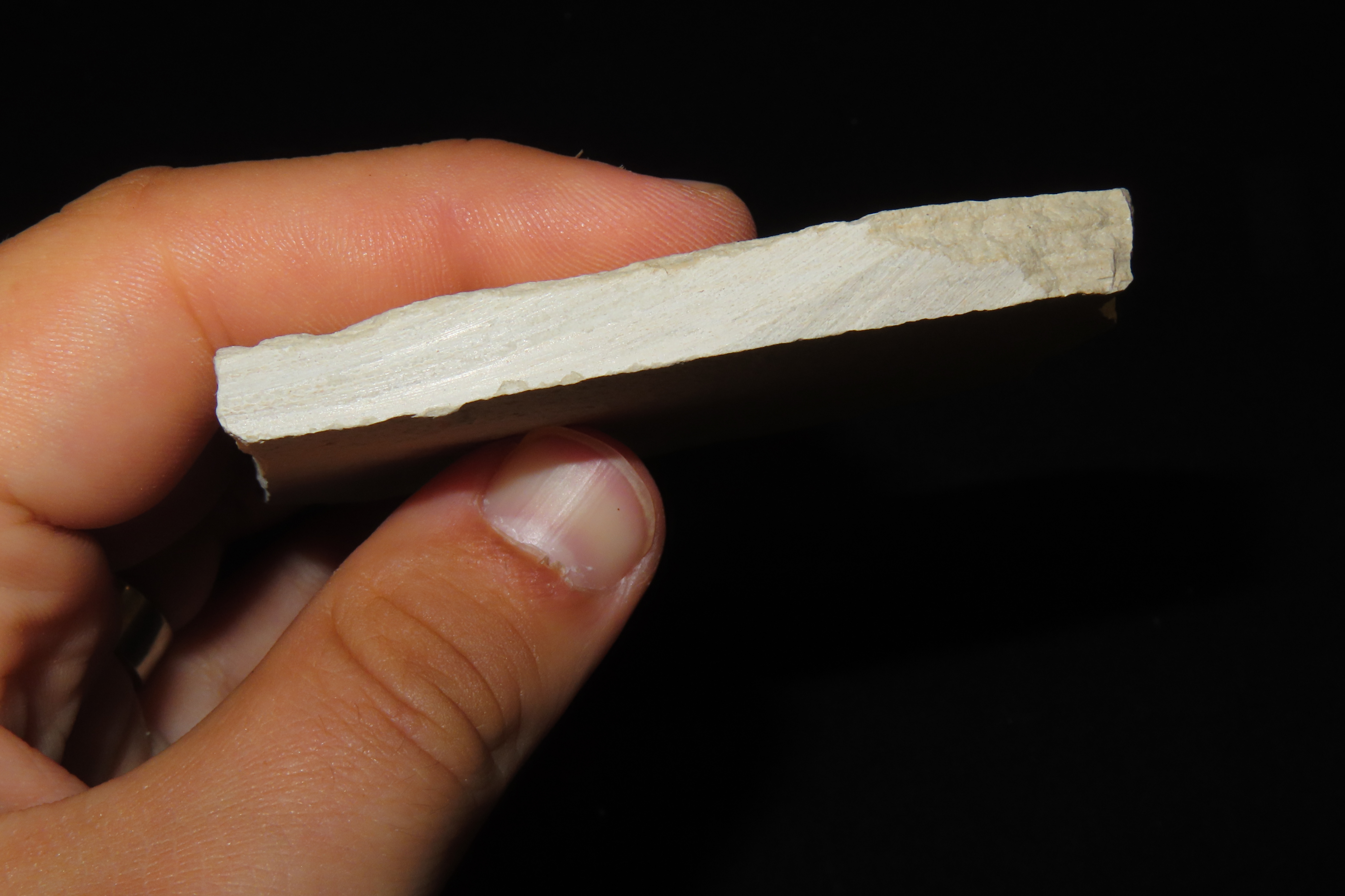 Amazing Shrimp Fossil from the Green River Formation, Wyoming, 50 Million Years Old, Very Detailed Example in Matrix.