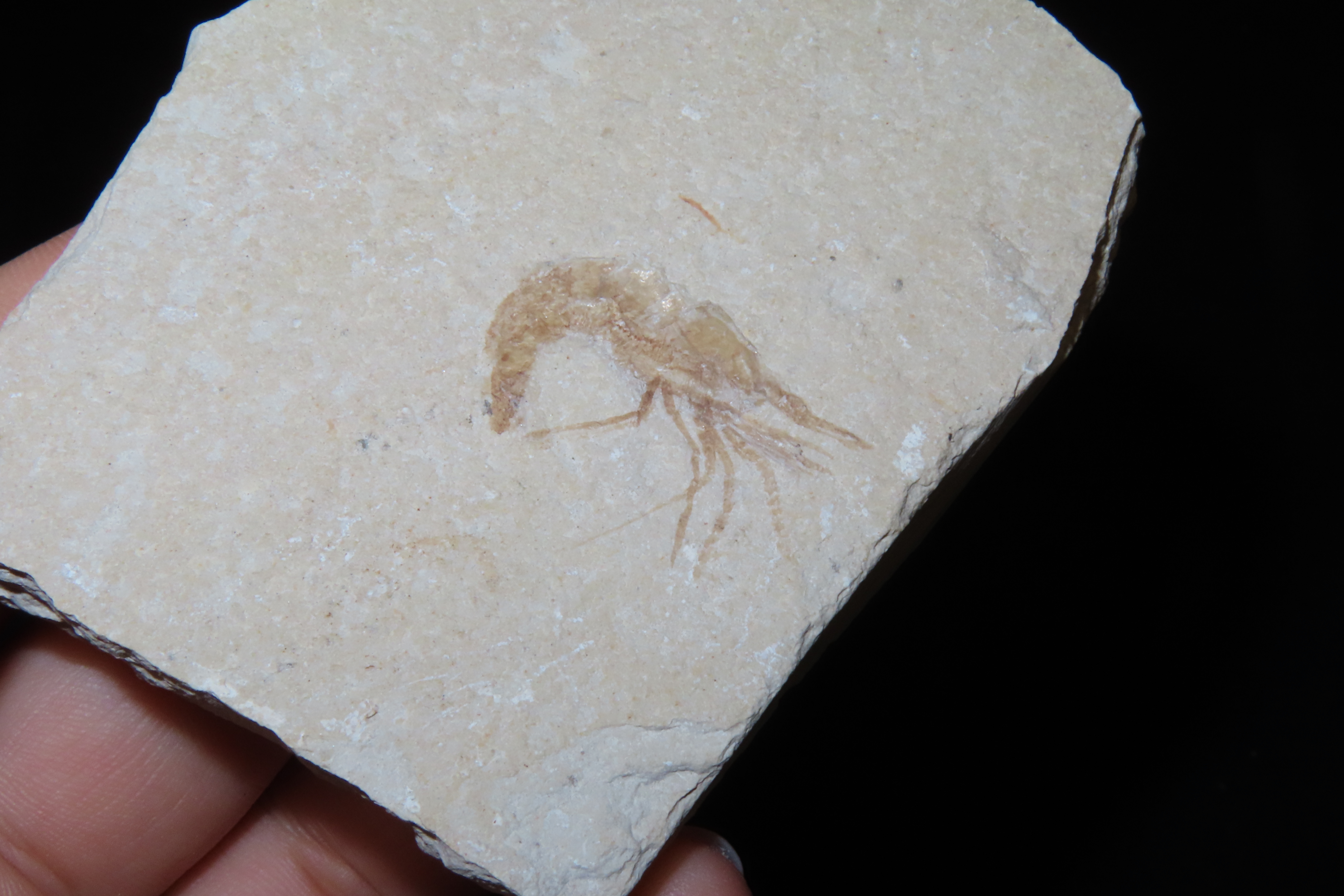 Amazing Shrimp Fossil from the Green River Formation, Wyoming, 50 Million Years Old, Very Detailed Example in Matrix.