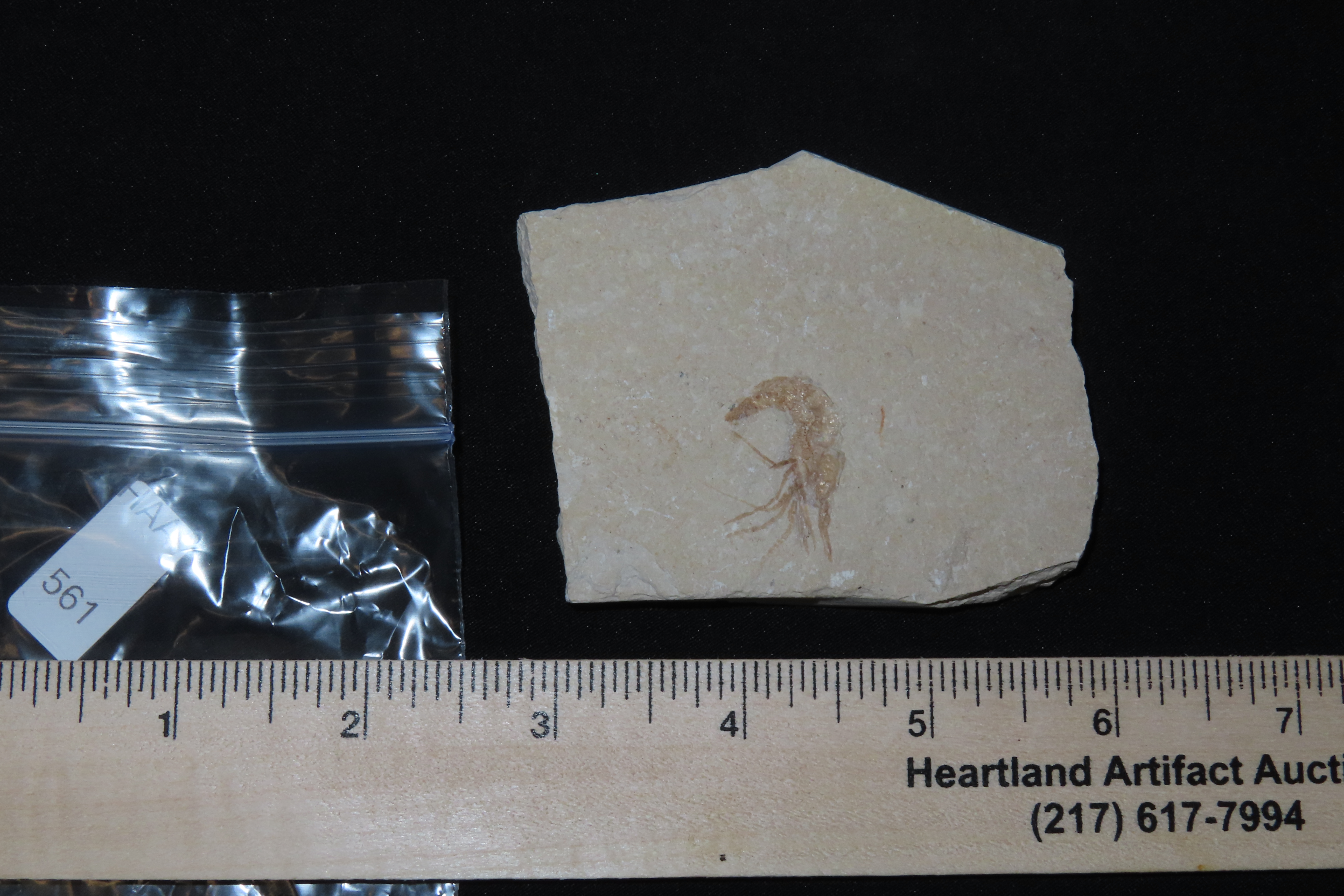 Amazing Shrimp Fossil from the Green River Formation, Wyoming, 50 Million Years Old, Very Detailed Example in Matrix.
