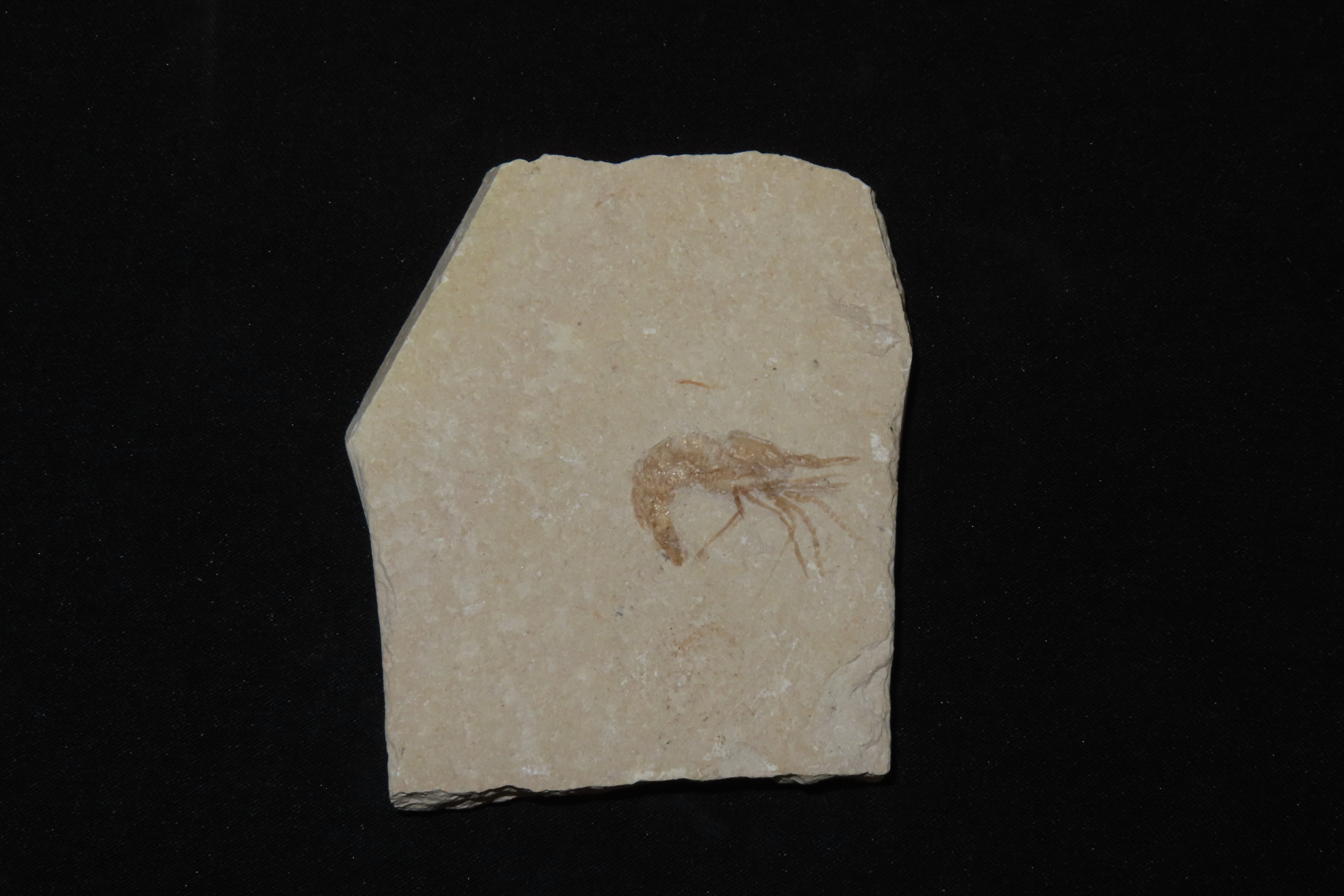 Amazing Shrimp Fossil from the Green River Formation, Wyoming, 50 Million Years Old, Very Detailed Example in Matrix.