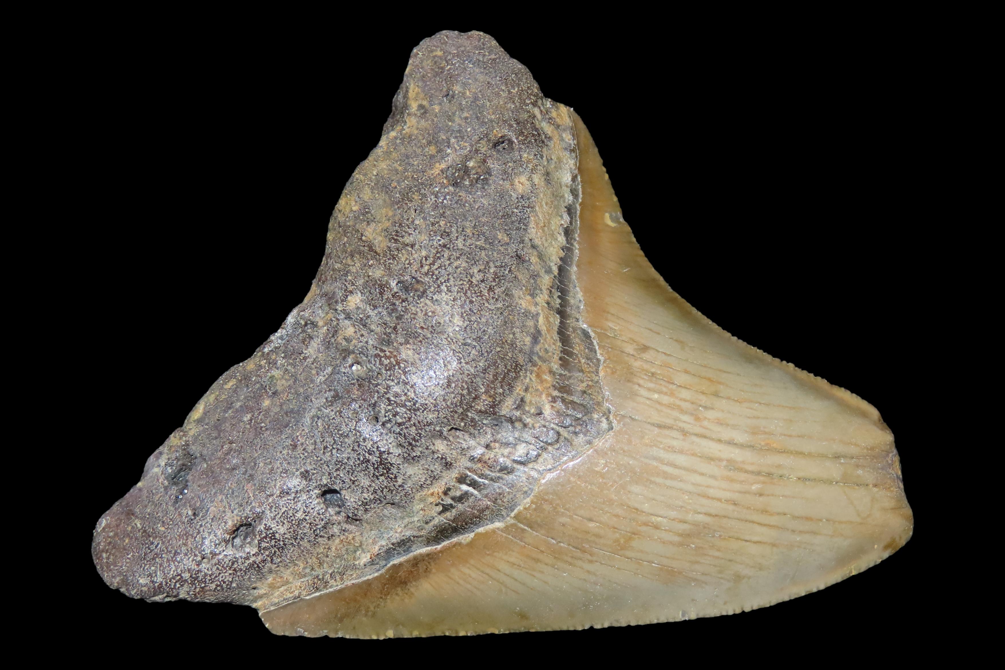 Large Megalodon Shark Tooth, 2.5-23 Million Year Old Fossil found off the coast of the Carolinas. No Repair, No Resto, No Polishing. Great E
