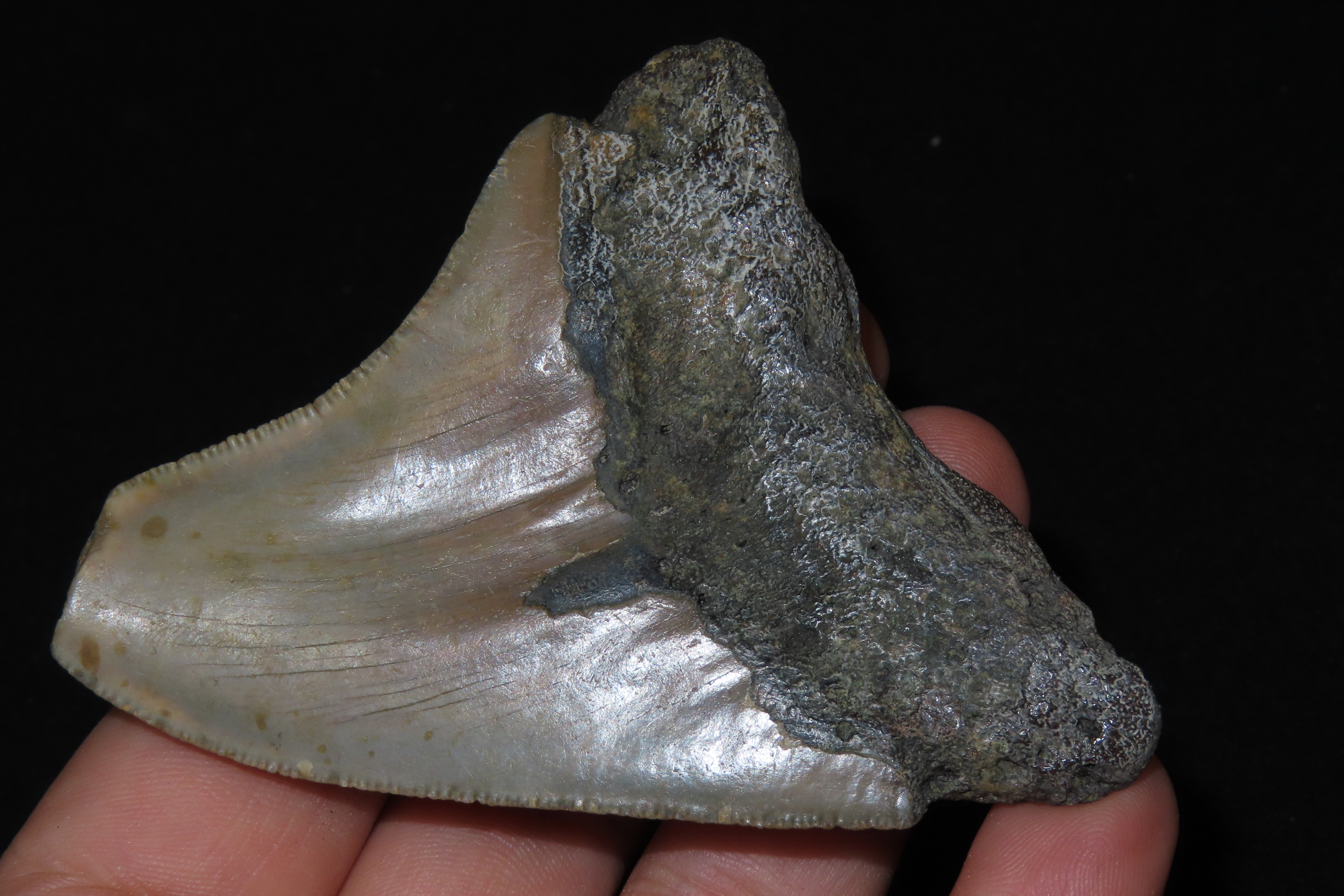 Large Megalodon Shark Tooth, 2.5-23 Million Year Old Fossil found off the coast of the Carolinas. No Repair, No Resto, No Polishing. Great E