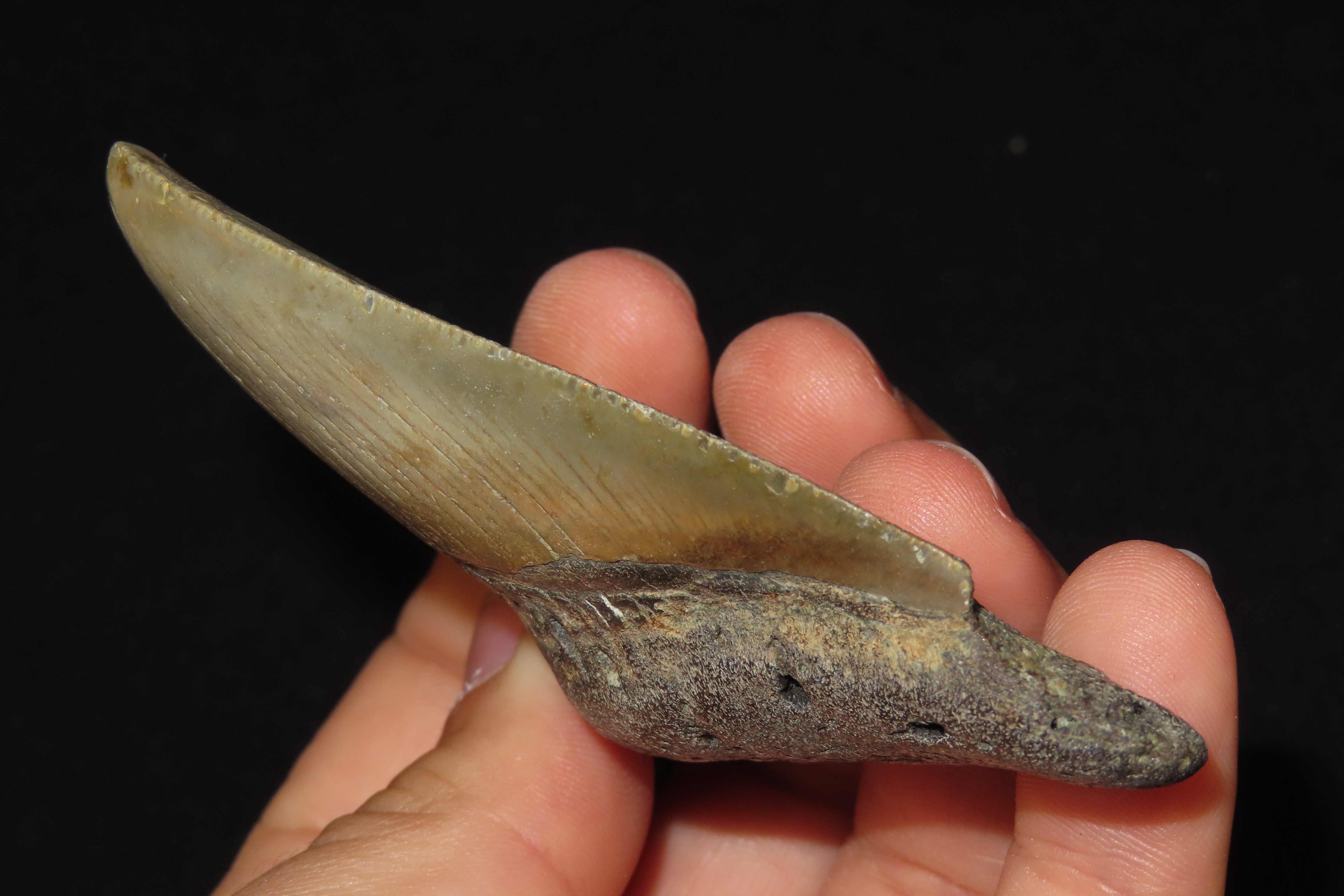 Large Megalodon Shark Tooth, 2.5-23 Million Year Old Fossil found off the coast of the Carolinas. No Repair, No Resto, No Polishing. Great E