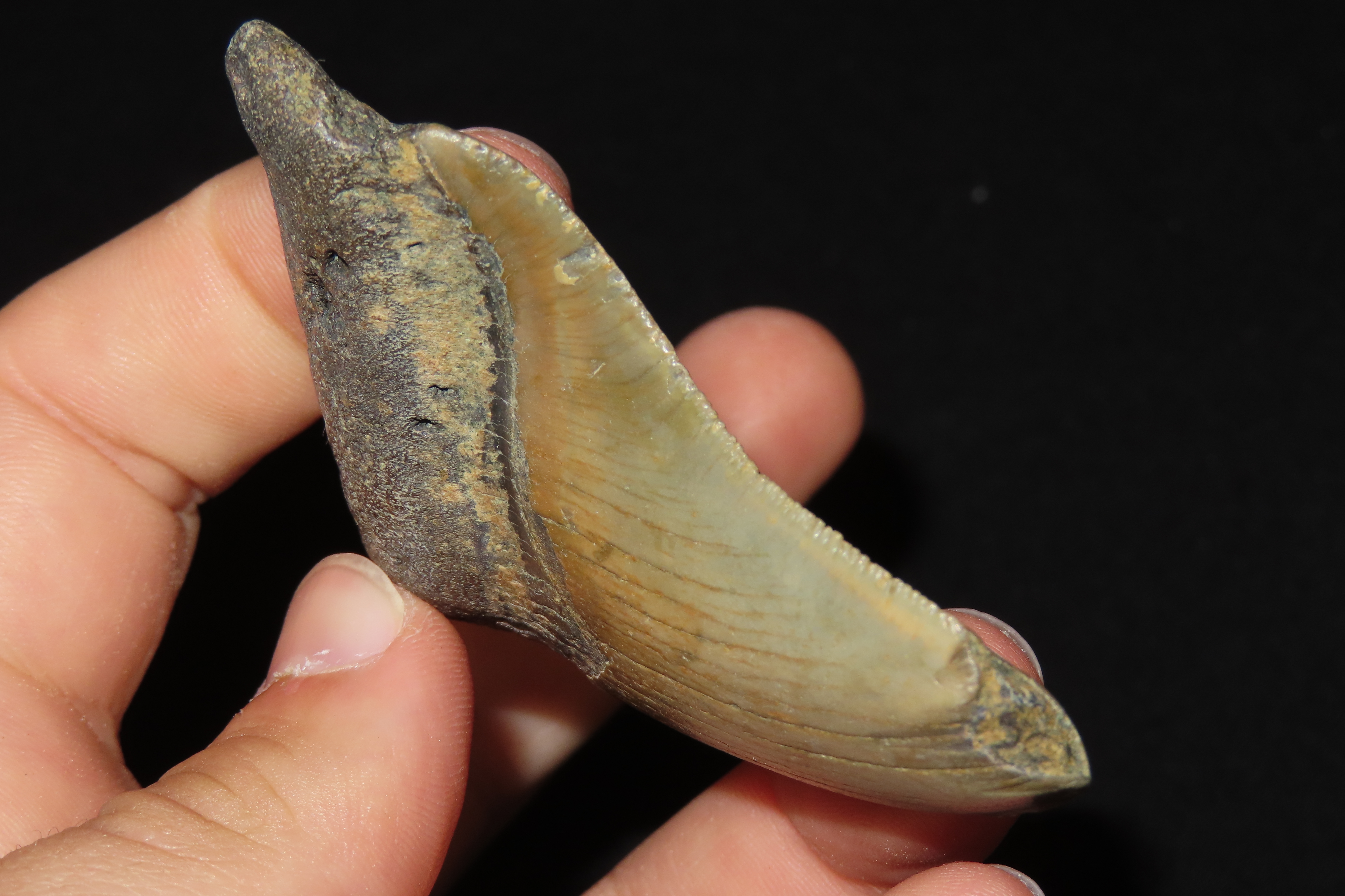 Large Megalodon Shark Tooth, 2.5-23 Million Year Old Fossil found off the coast of the Carolinas. No Repair, No Resto, No Polishing. Great E