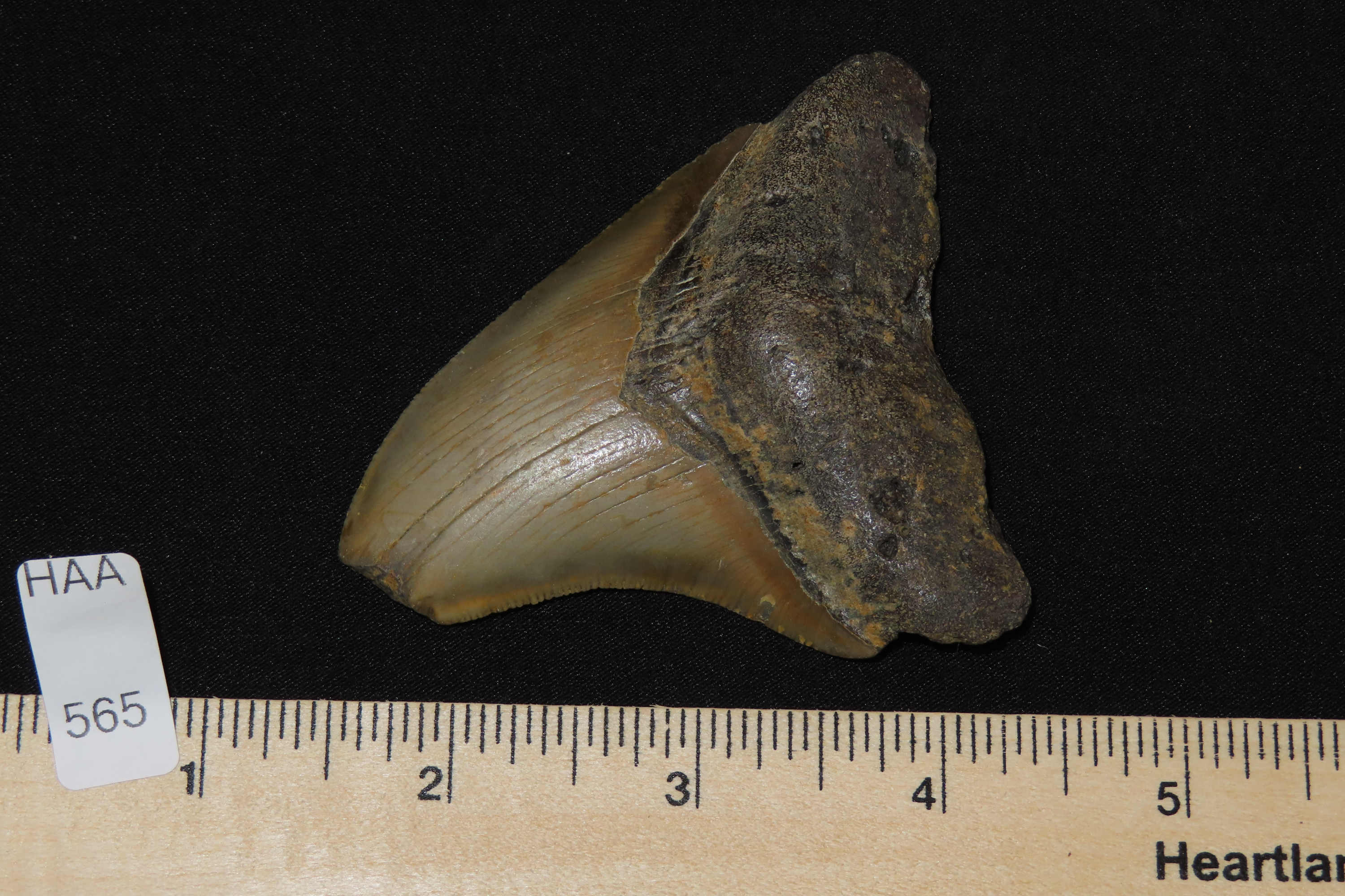 Large Megalodon Shark Tooth, 2.5-23 Million Year Old Fossil found off the coast of the Carolinas. No Repair, No Resto, No Polishing. Great E