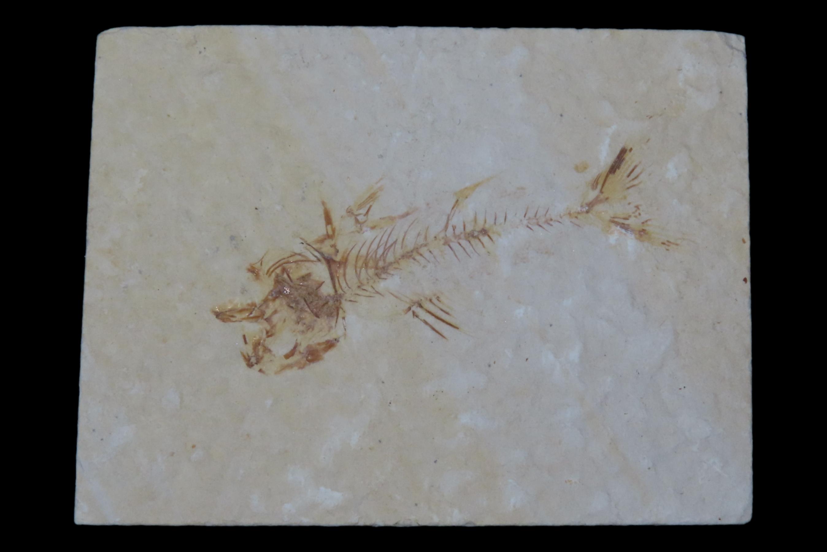 Very Detailed Fish Fossil (Diplomystus) from the Green River Formation in Wyoming, 50 Million Years old! Amazing High Grade Example!