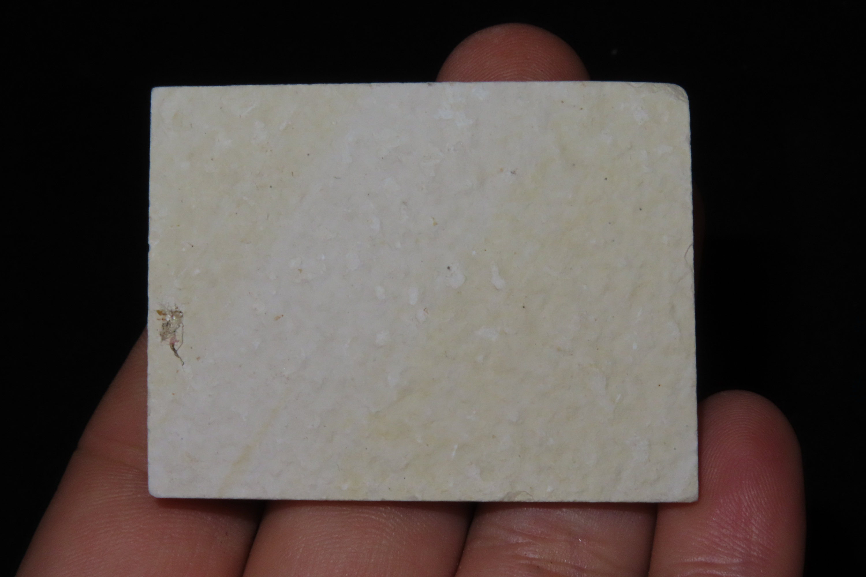 Very Detailed Fish Fossil (Diplomystus) from the Green River Formation in Wyoming, 50 Million Years old! Amazing High Grade Example!