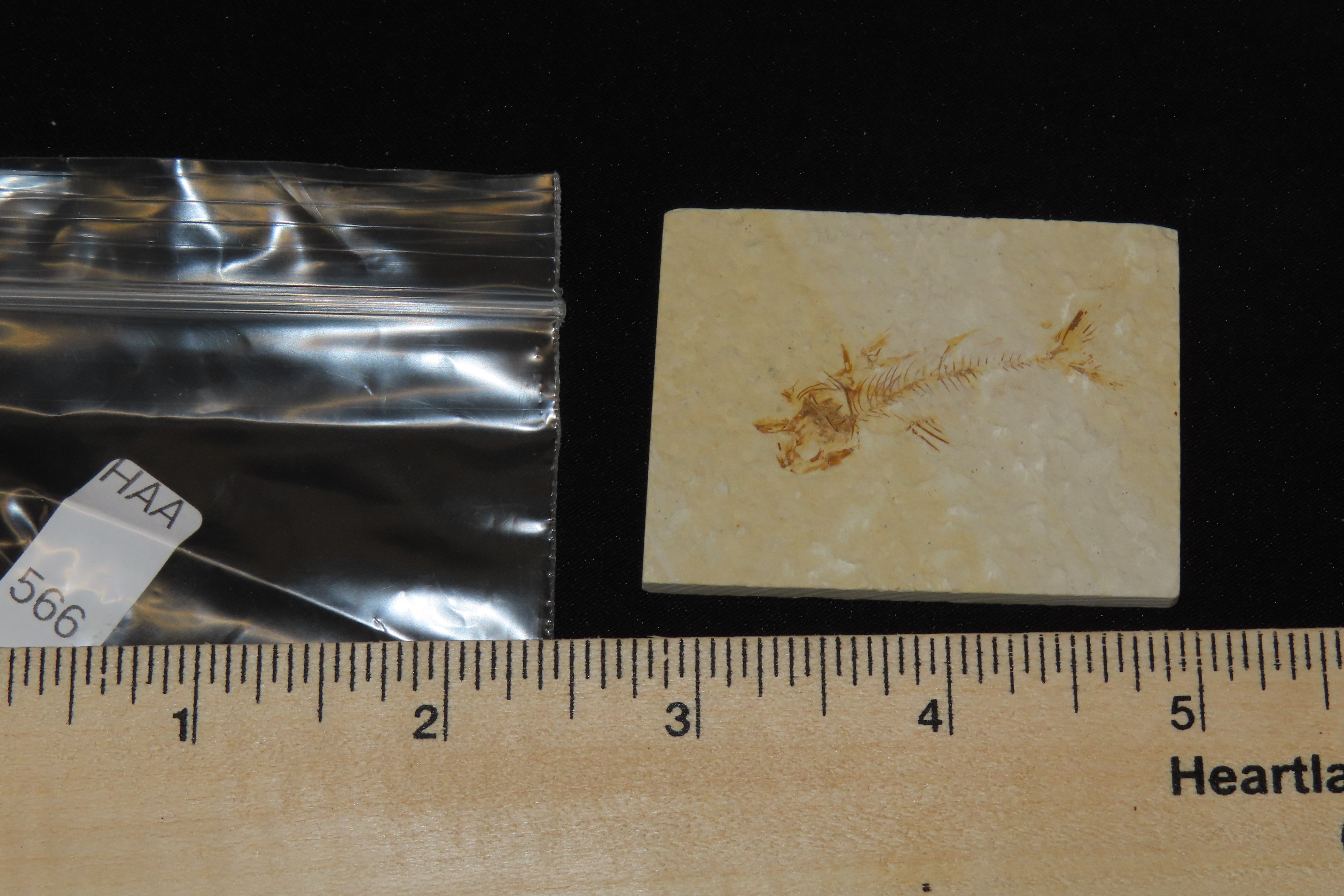 Very Detailed Fish Fossil (Diplomystus) from the Green River Formation in Wyoming, 50 Million Years old! Amazing High Grade Example!