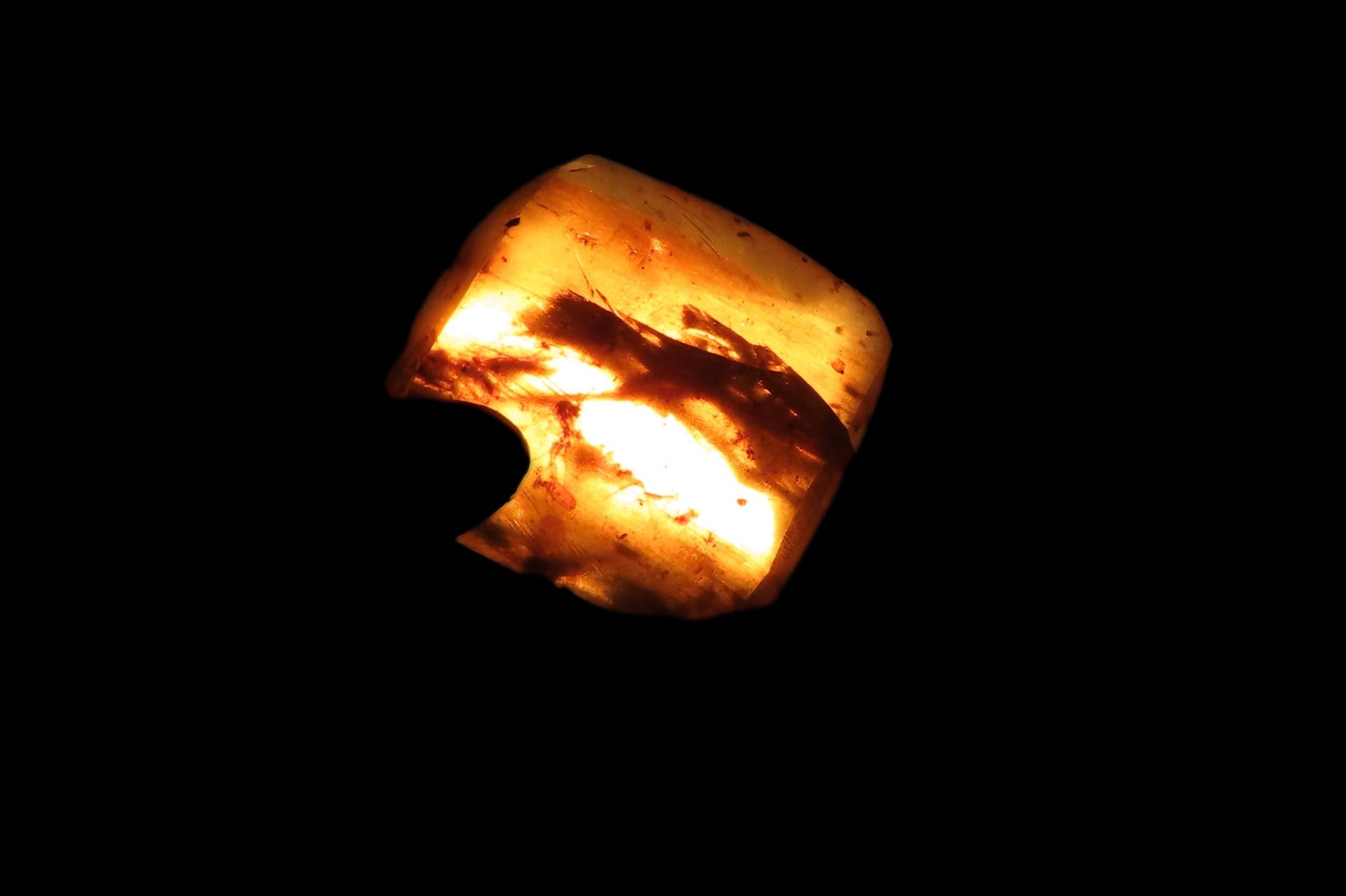 Fossil Amber with Multiple Encased Insects, Great Specimen with Easily Visible Bugs. 100 Million Years Old, from the Hukawng Valley, Burma-M