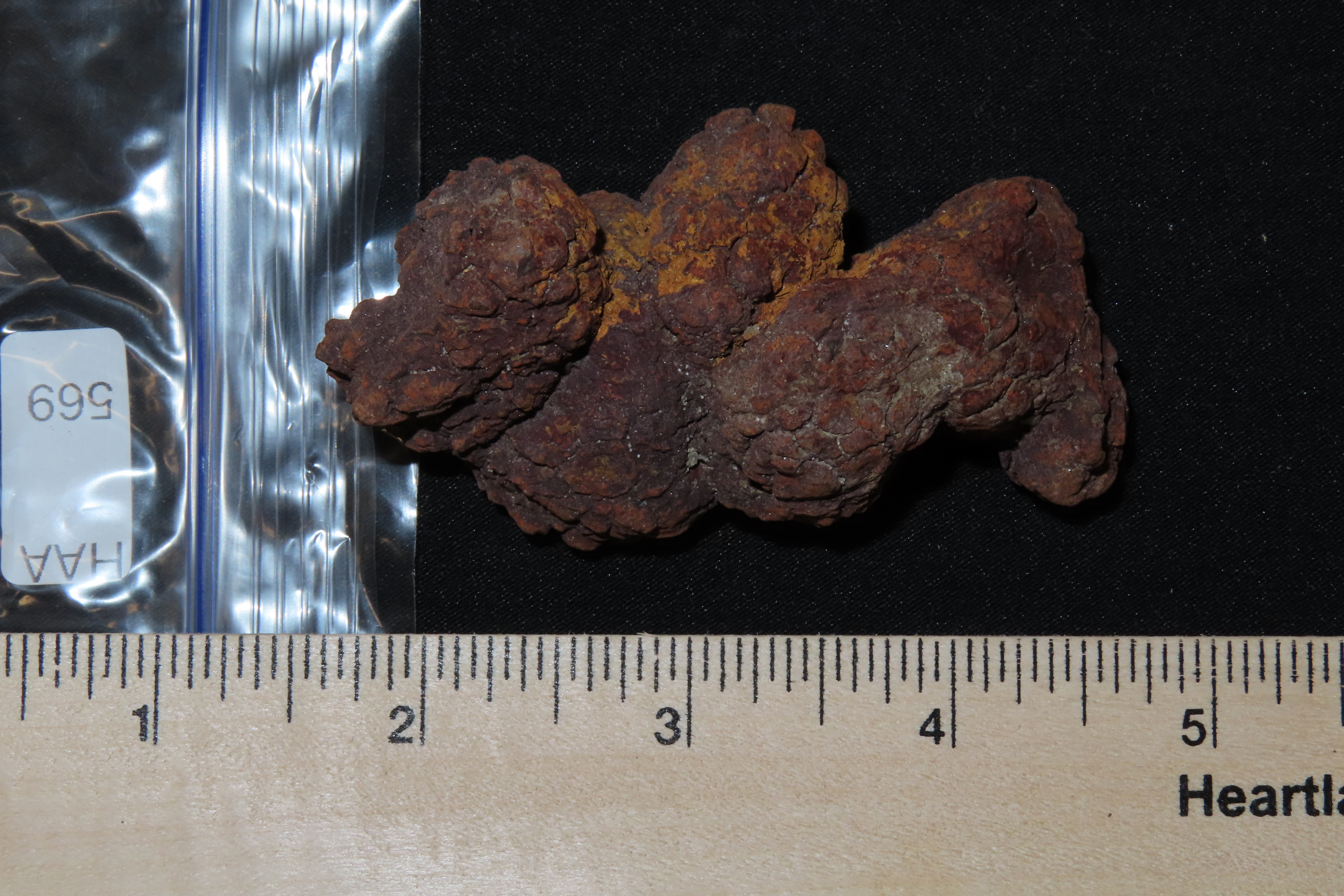 Large Dinosaur Poop Fossil, Coprolite, Appr. 100 Million Years old Fossilized Dino Dung, Great Well Formed Example!