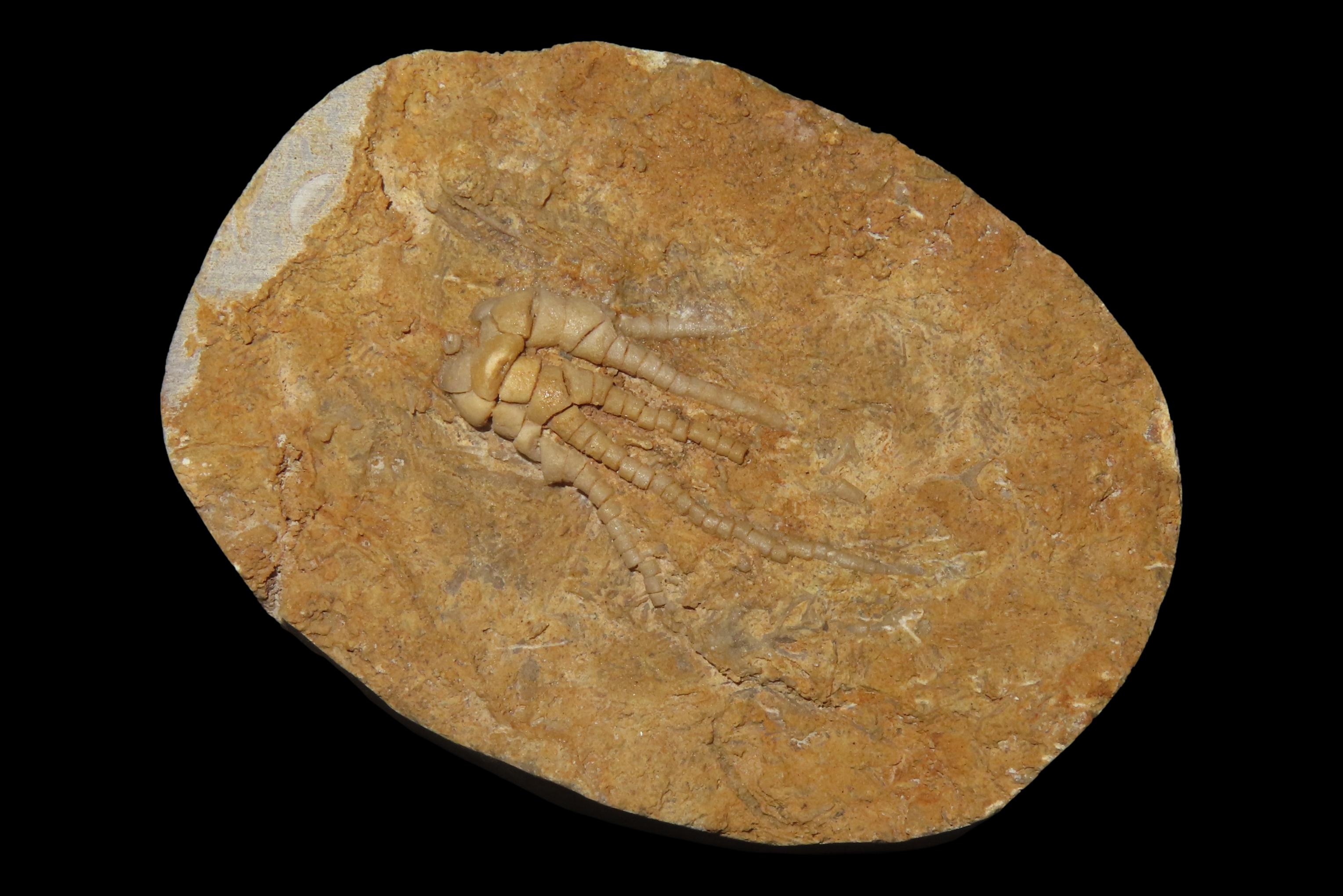 Amazing Detailed Crinoid Plant Fossil in Matrix. Great example of a full Chrinoid.