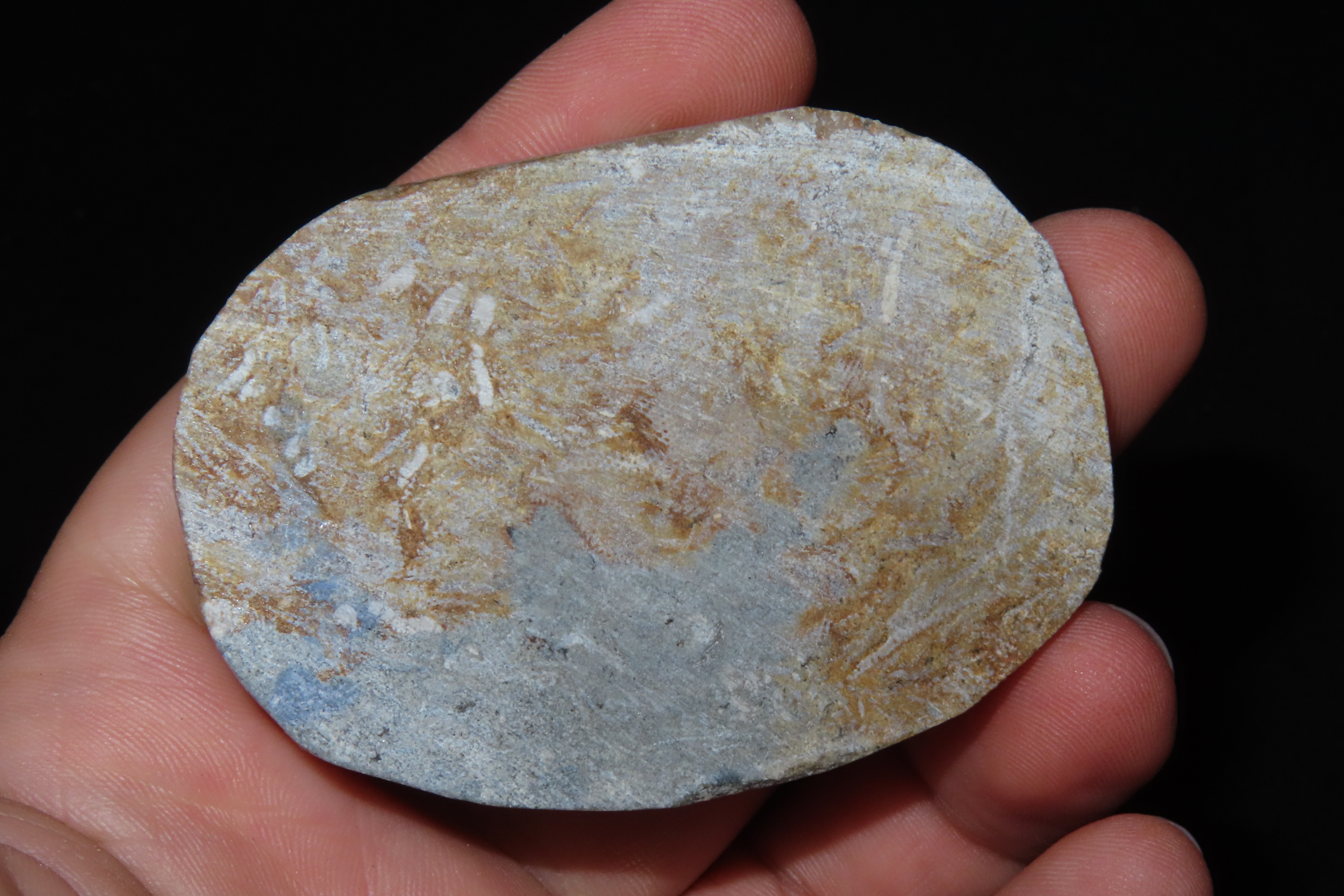 Amazing Detailed Crinoid Plant Fossil in Matrix. Great example of a full Chrinoid.