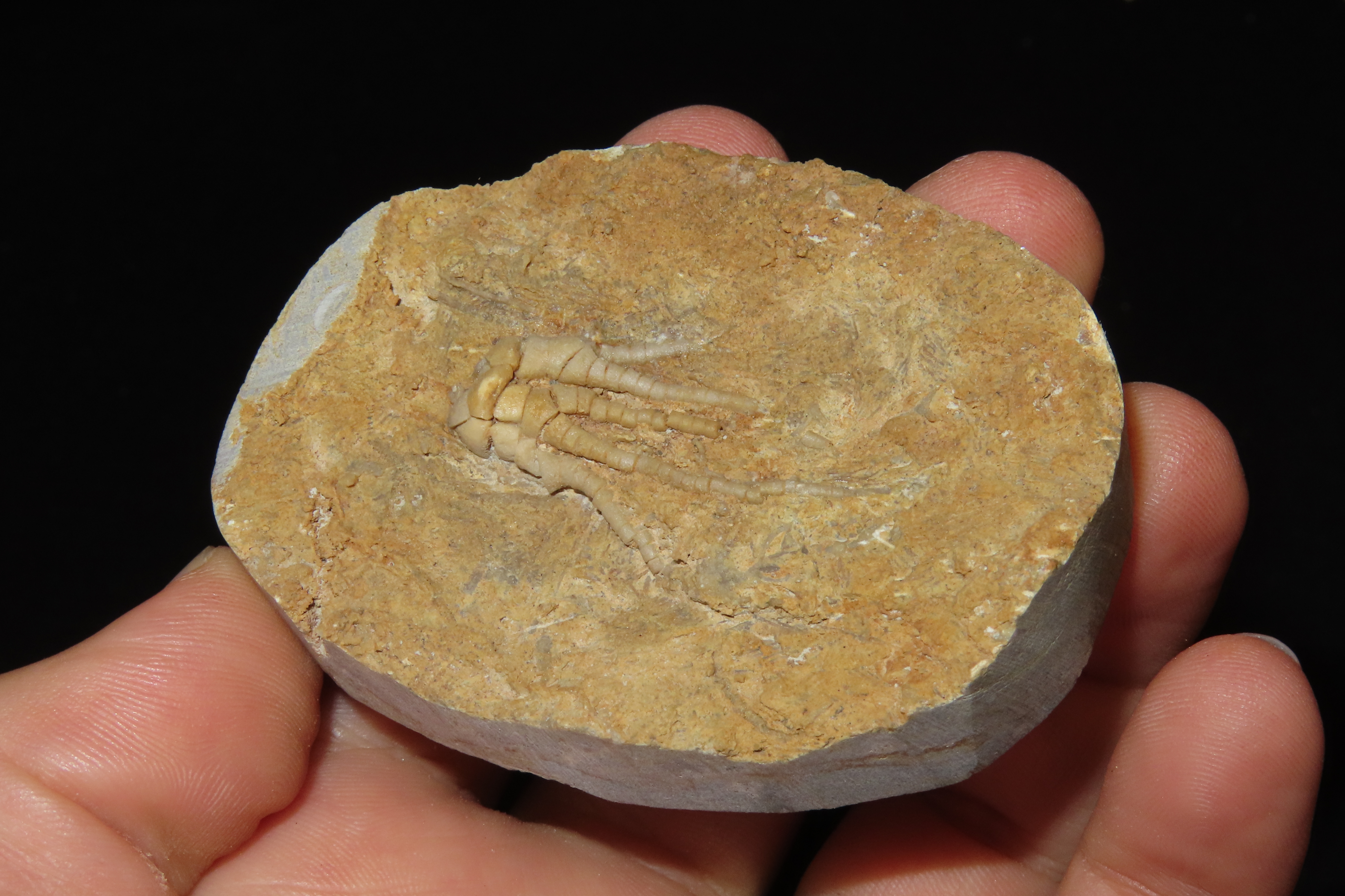 Amazing Detailed Crinoid Plant Fossil in Matrix. Great example of a full Chrinoid.