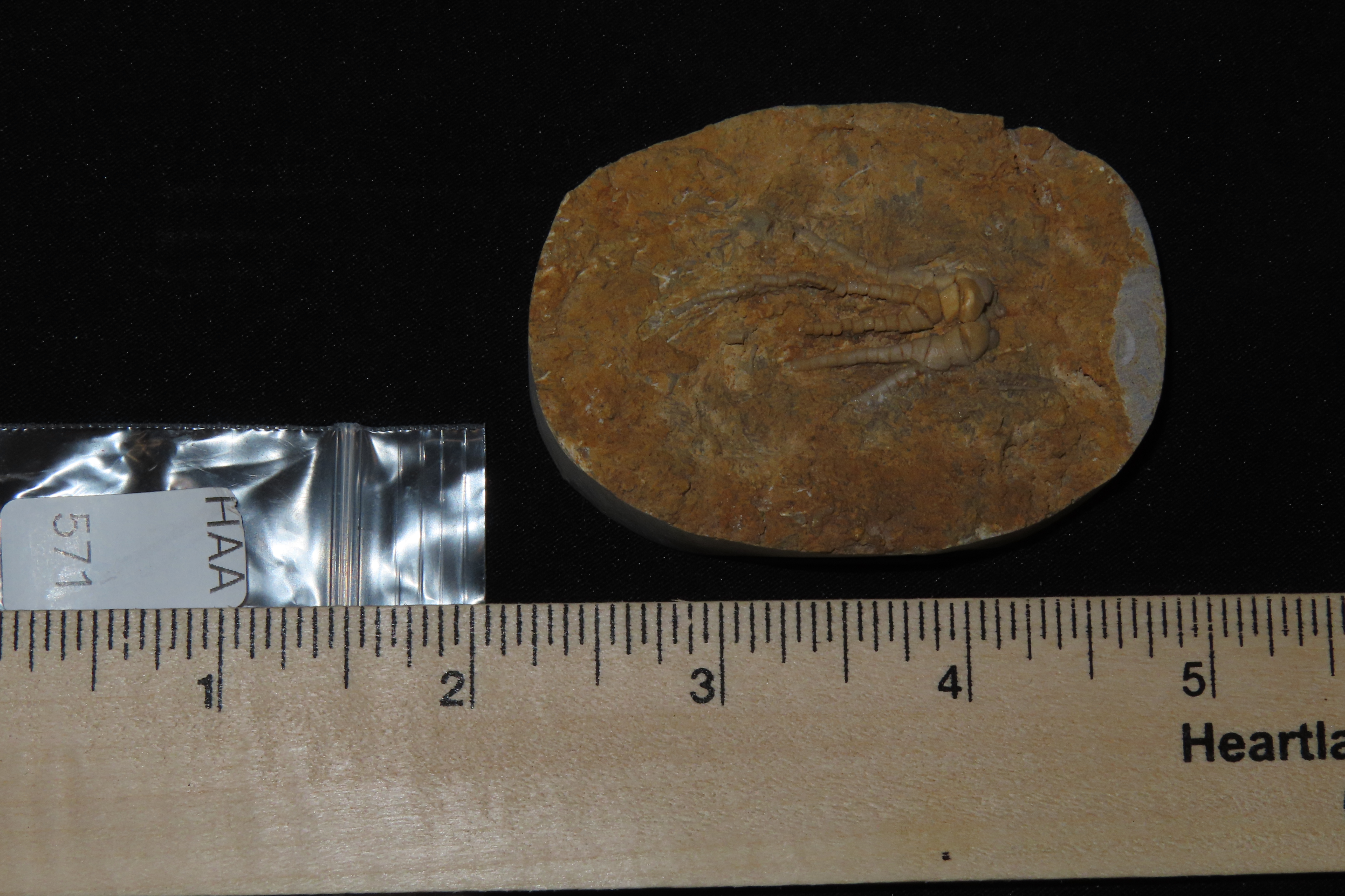Amazing Detailed Crinoid Plant Fossil in Matrix. Great example of a full Chrinoid.
