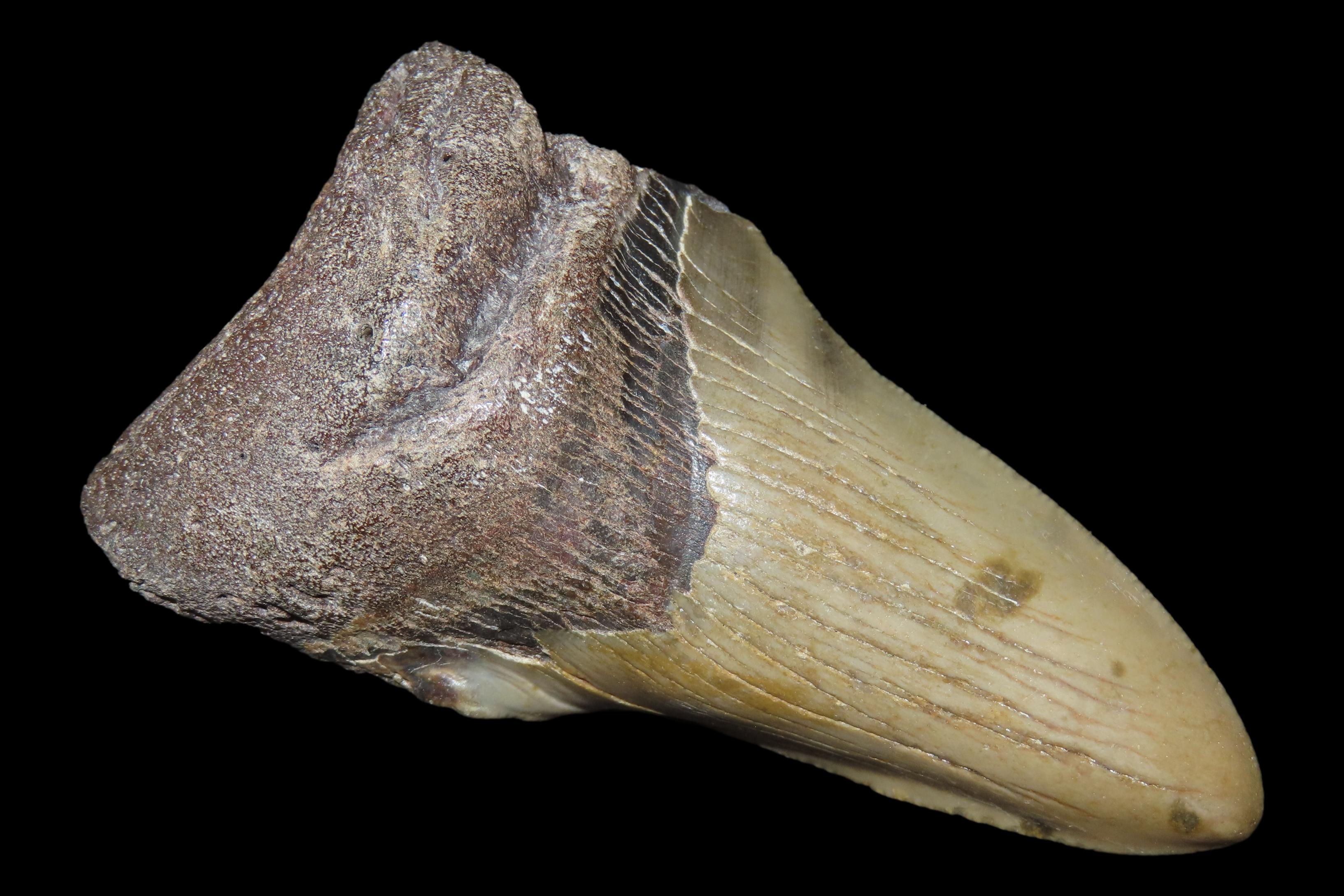 Large 3 1/2" Megalodon Shark Tooth, 2.5-23 Million Year Old Fossil found off the coast of the Carolinas. No Repair, No Resto, No Polishing. 