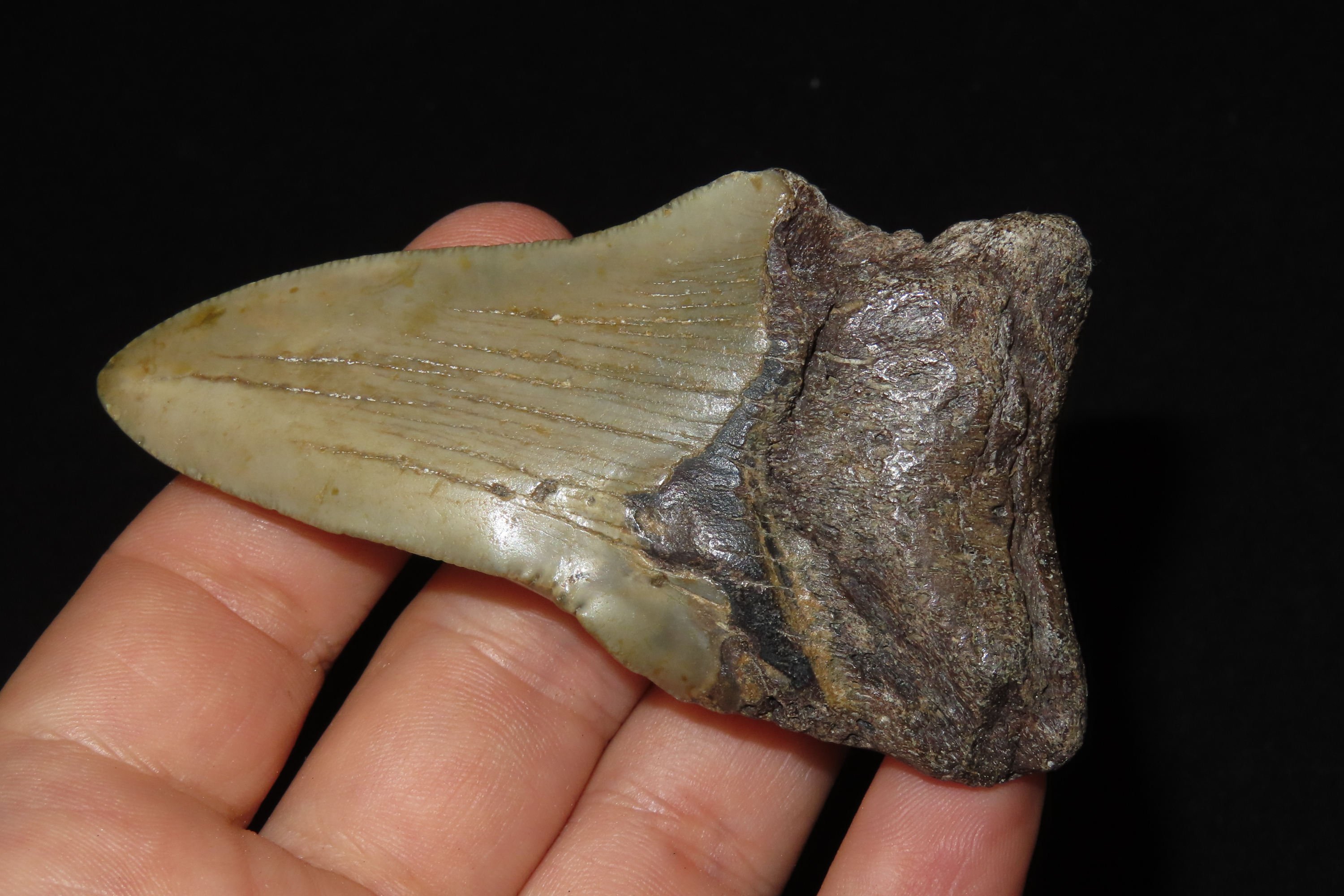 Large 3 1/2" Megalodon Shark Tooth, 2.5-23 Million Year Old Fossil found off the coast of the Carolinas. No Repair, No Resto, No Polishing. 
