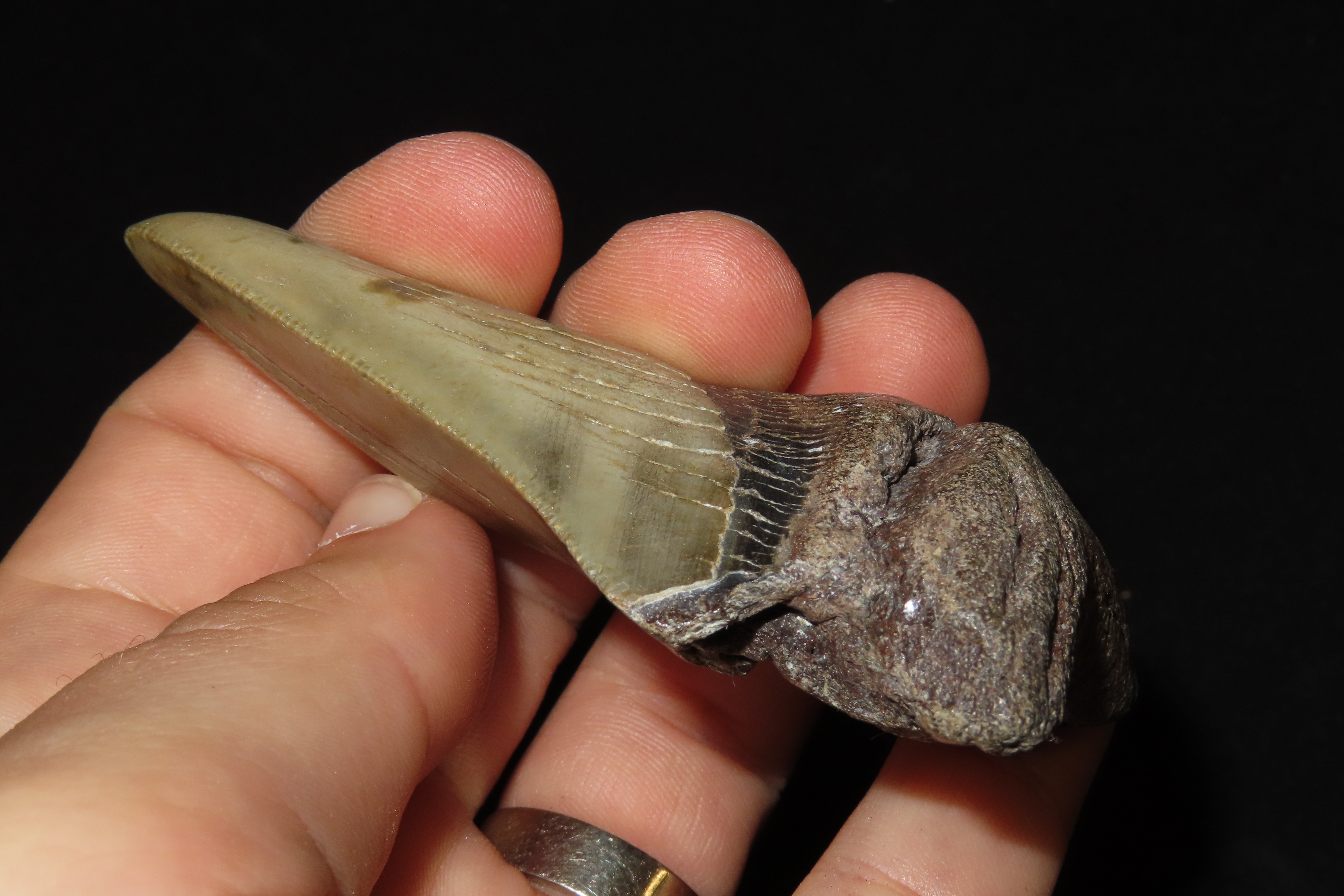 Large 3 1/2" Megalodon Shark Tooth, 2.5-23 Million Year Old Fossil found off the coast of the Carolinas. No Repair, No Resto, No Polishing. 