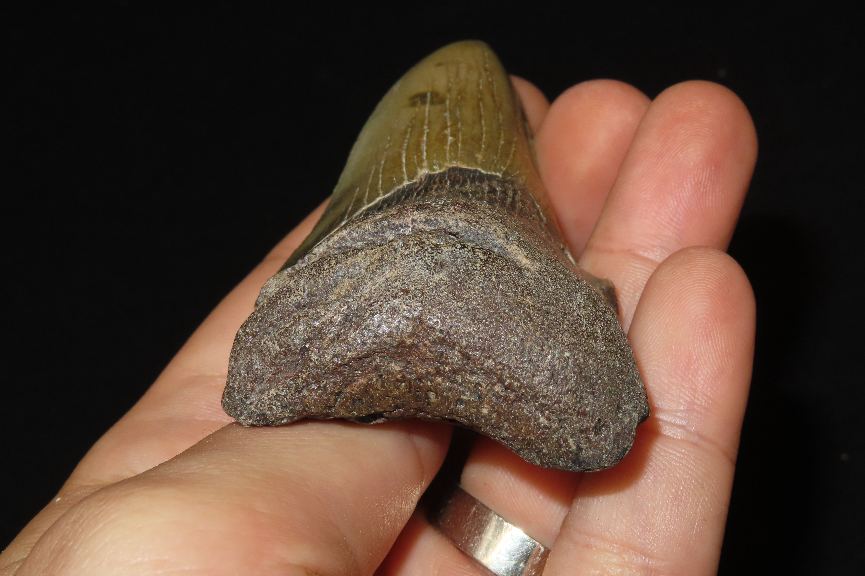 Large 3 1/2" Megalodon Shark Tooth, 2.5-23 Million Year Old Fossil found off the coast of the Carolinas. No Repair, No Resto, No Polishing. 
