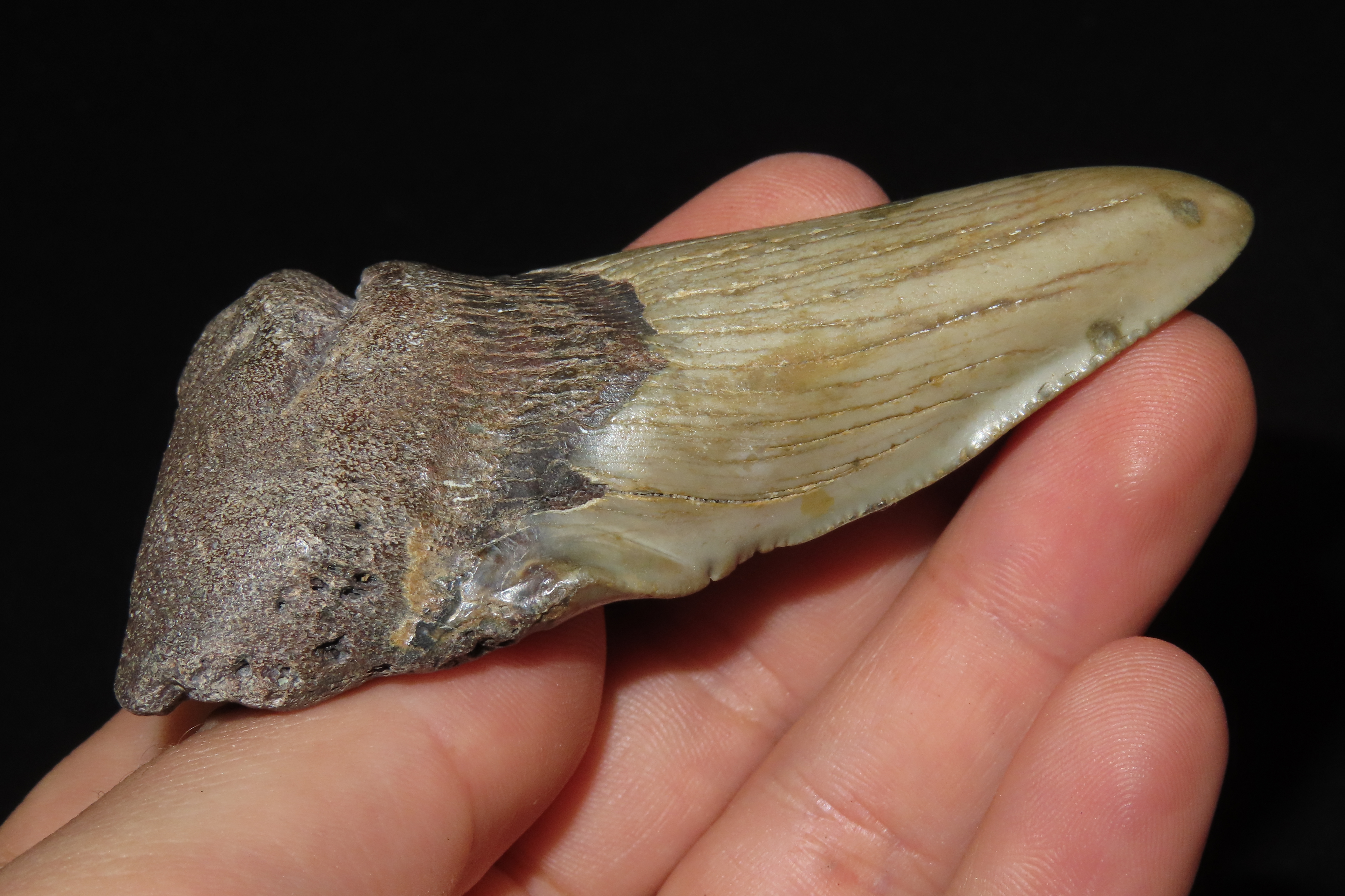 Large 3 1/2" Megalodon Shark Tooth, 2.5-23 Million Year Old Fossil found off the coast of the Carolinas. No Repair, No Resto, No Polishing. 